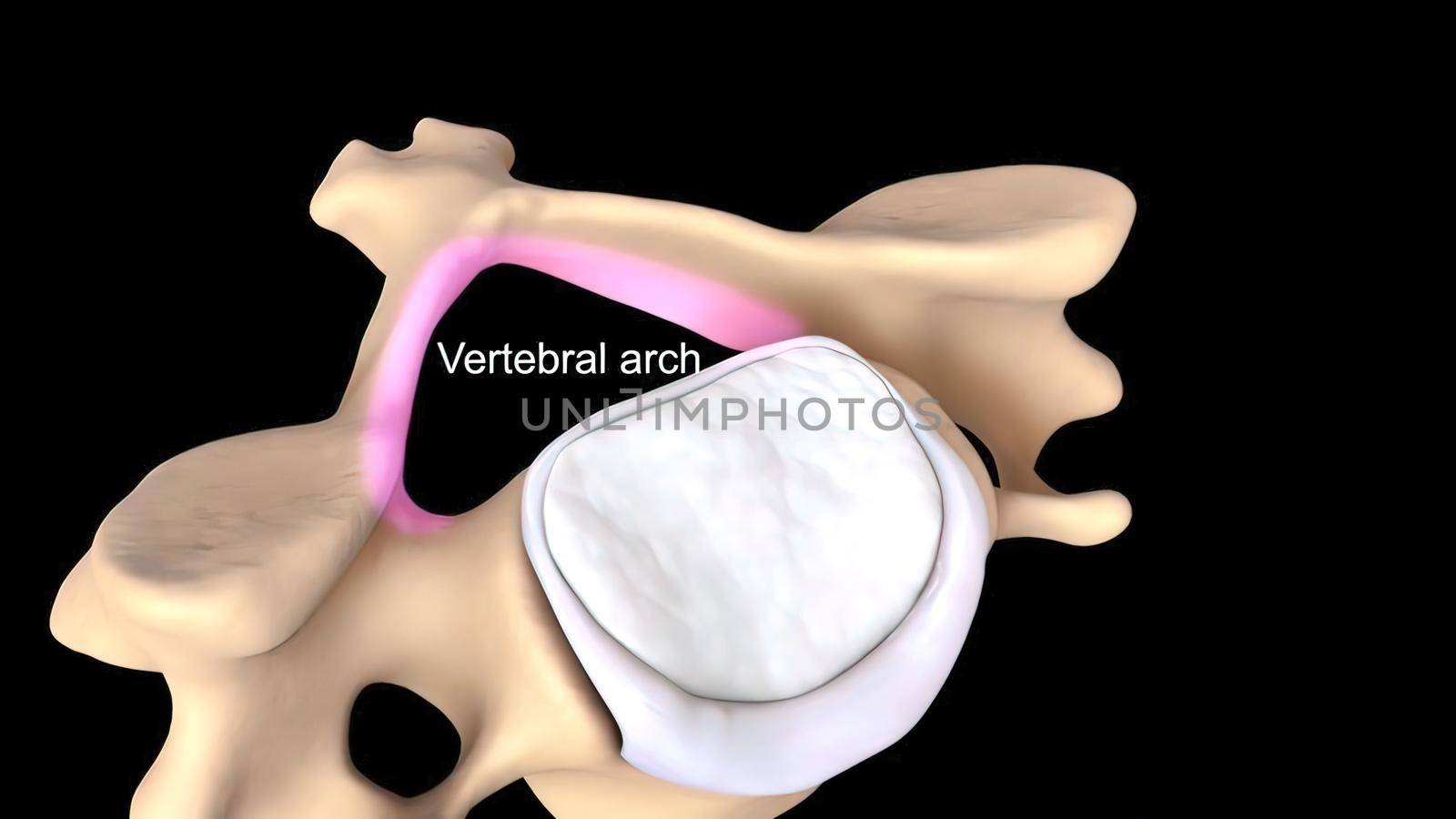 Realistic skeletal human spine and vertebral column or intervertebral discs on a dark background. Lower back pain. Vertebral column in glowing highlight as a medical health care concept. 3D Render