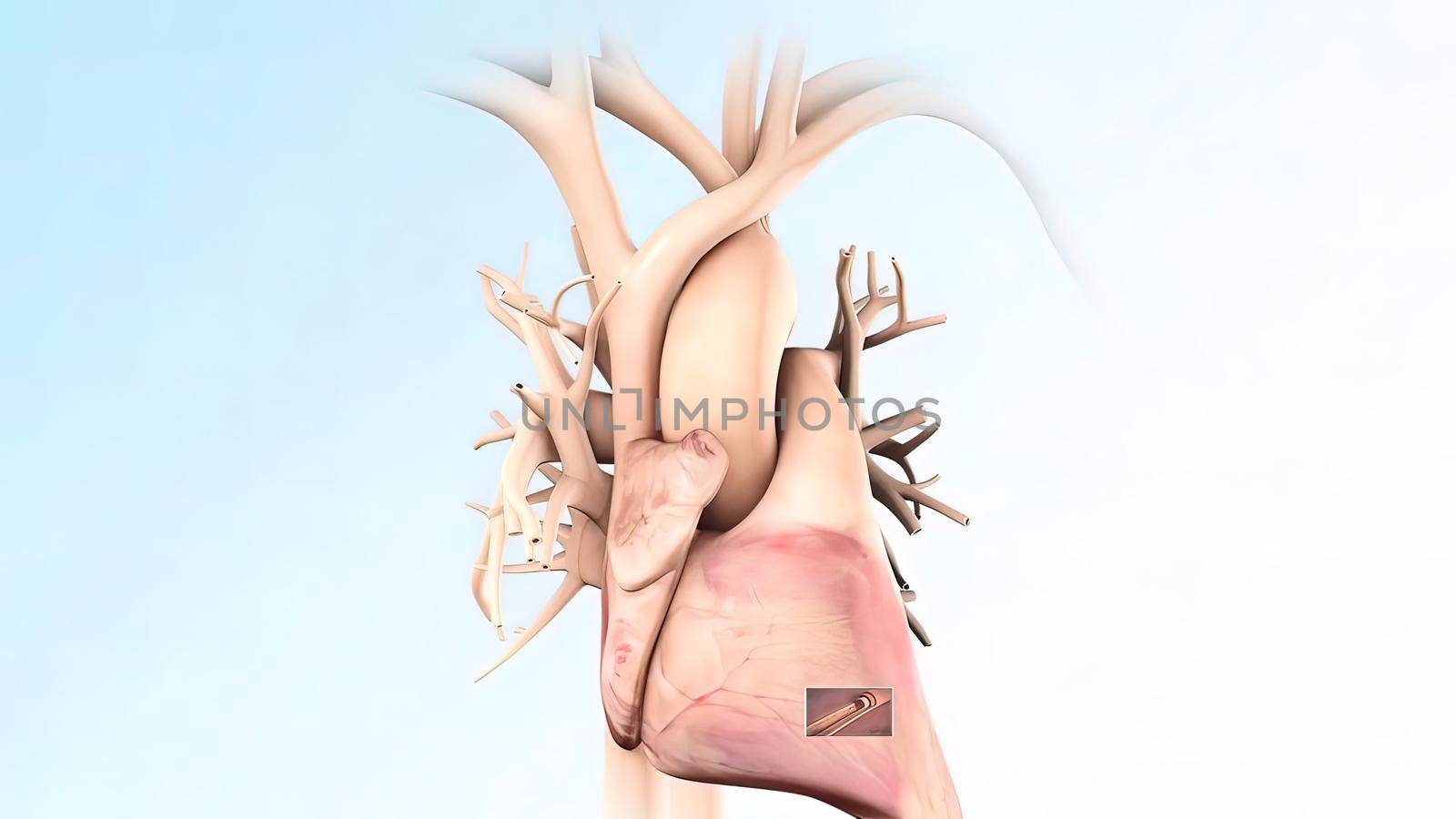 anatomical human heart 3d illustration .