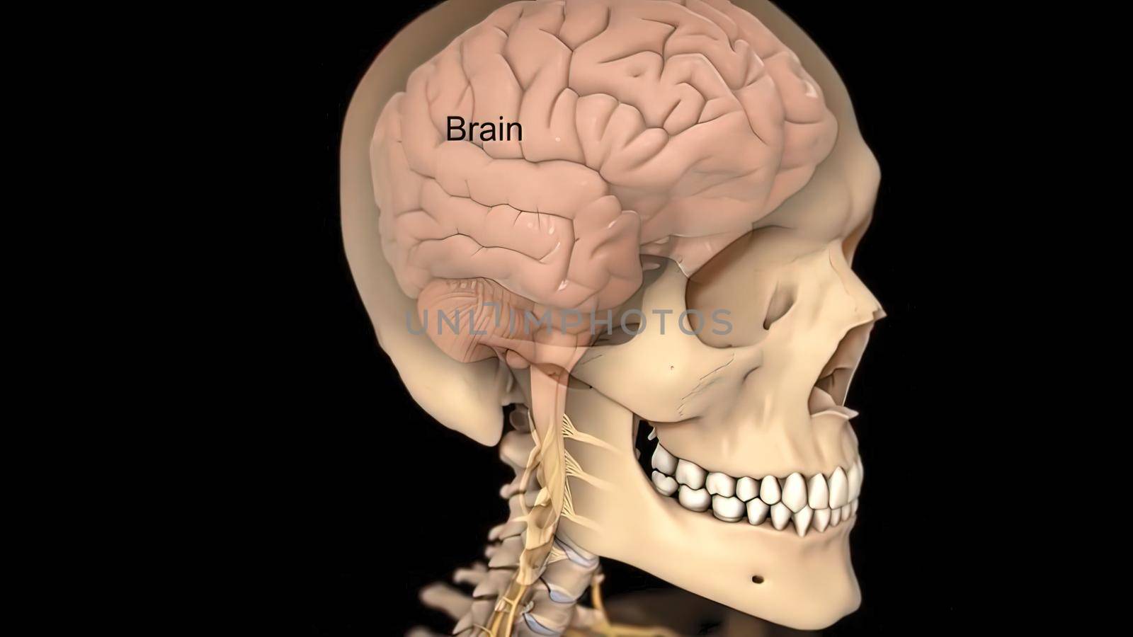 3D human brain model from external on black ackground .