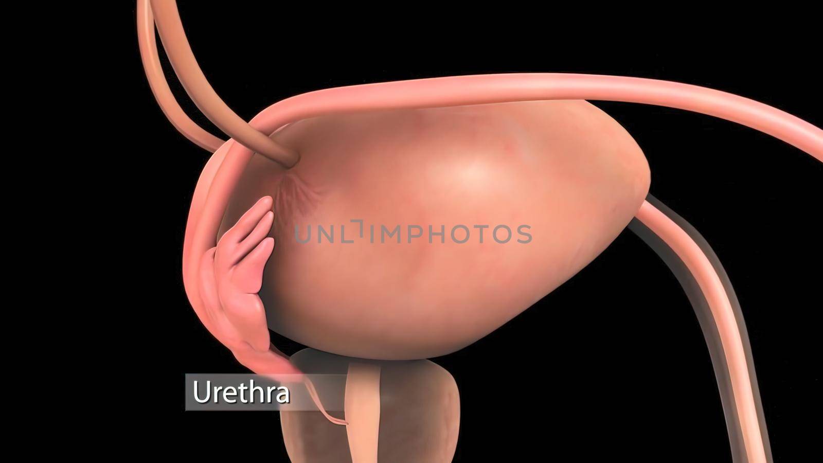 Human Gall Bladder Anatomy With Digestive System For Medical Concept. 3D Illustration