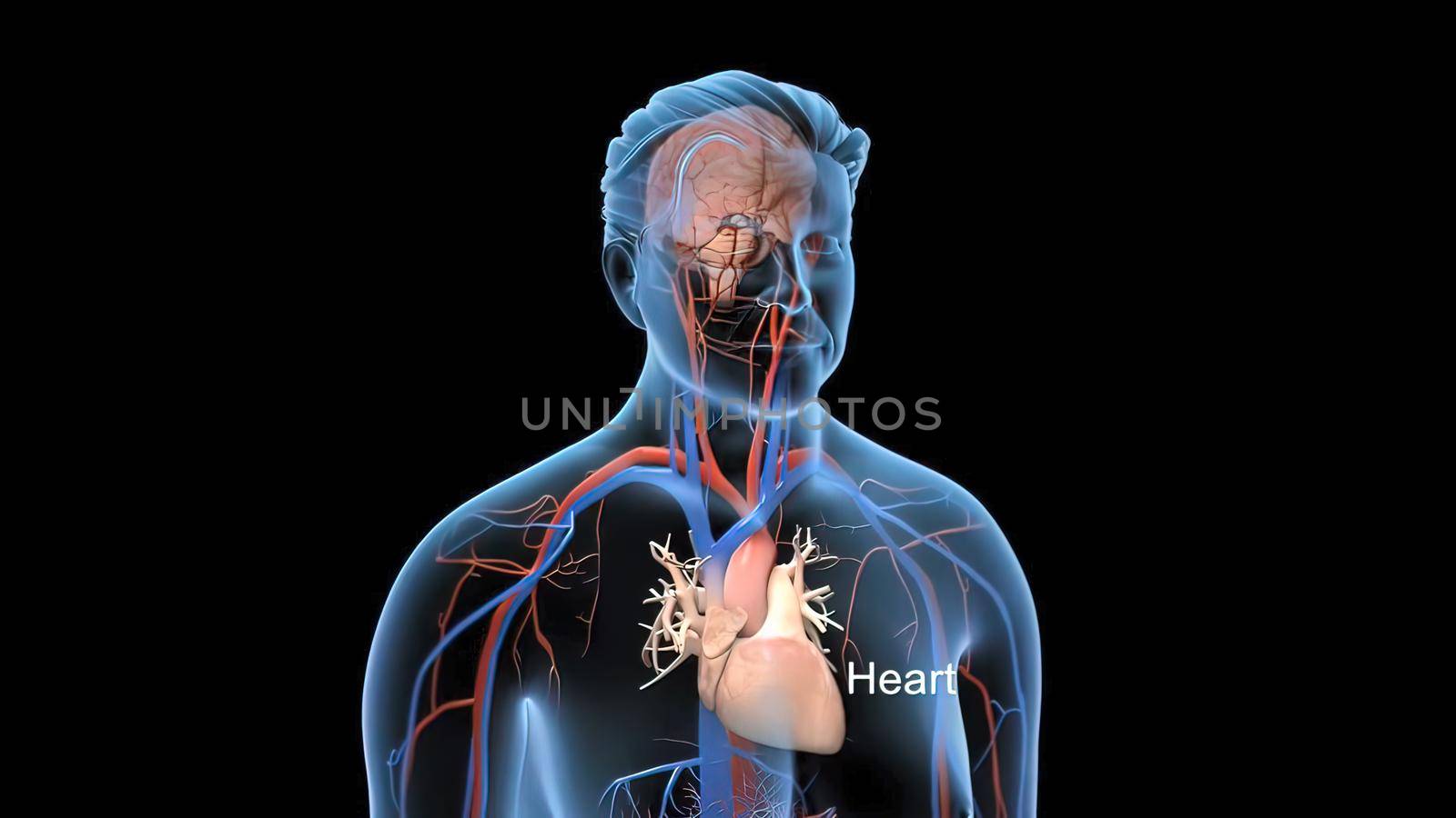Animated transparent man blood circulation system. Heart and brain 3D Illustration