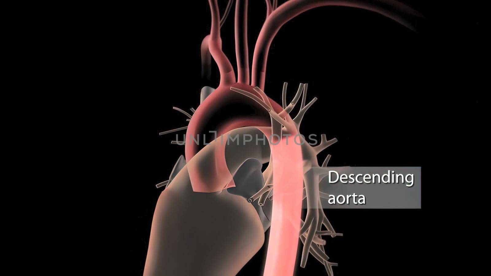 Human Circulatory System Heart Beat Anatomy 3D Render Concept. 3D