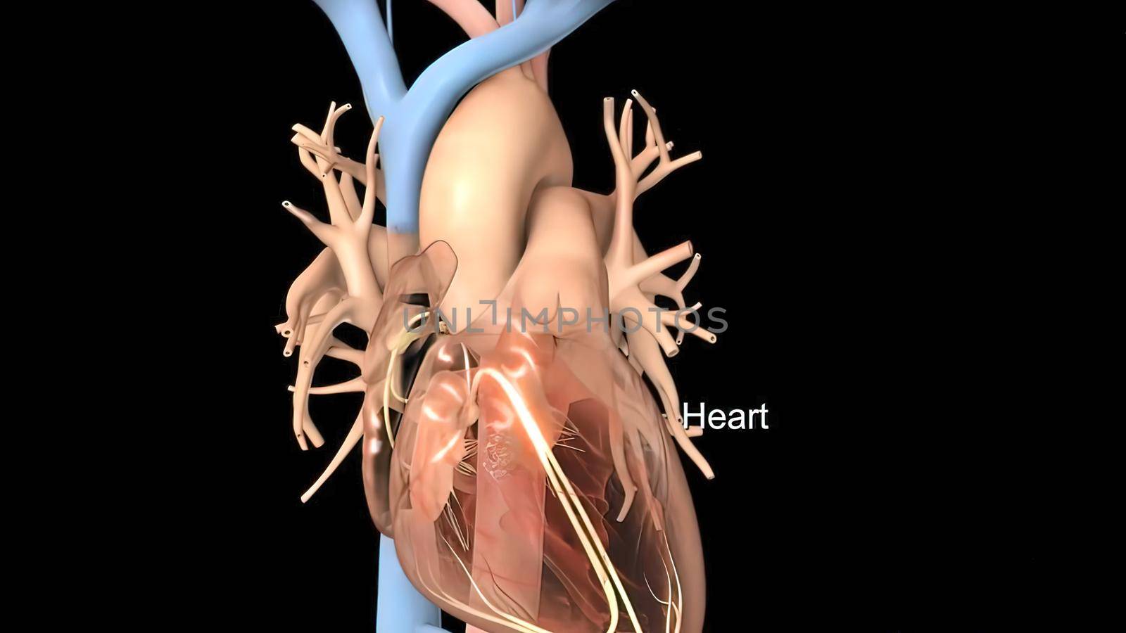 Sinoatrial node and cardiovascular system by creativepic