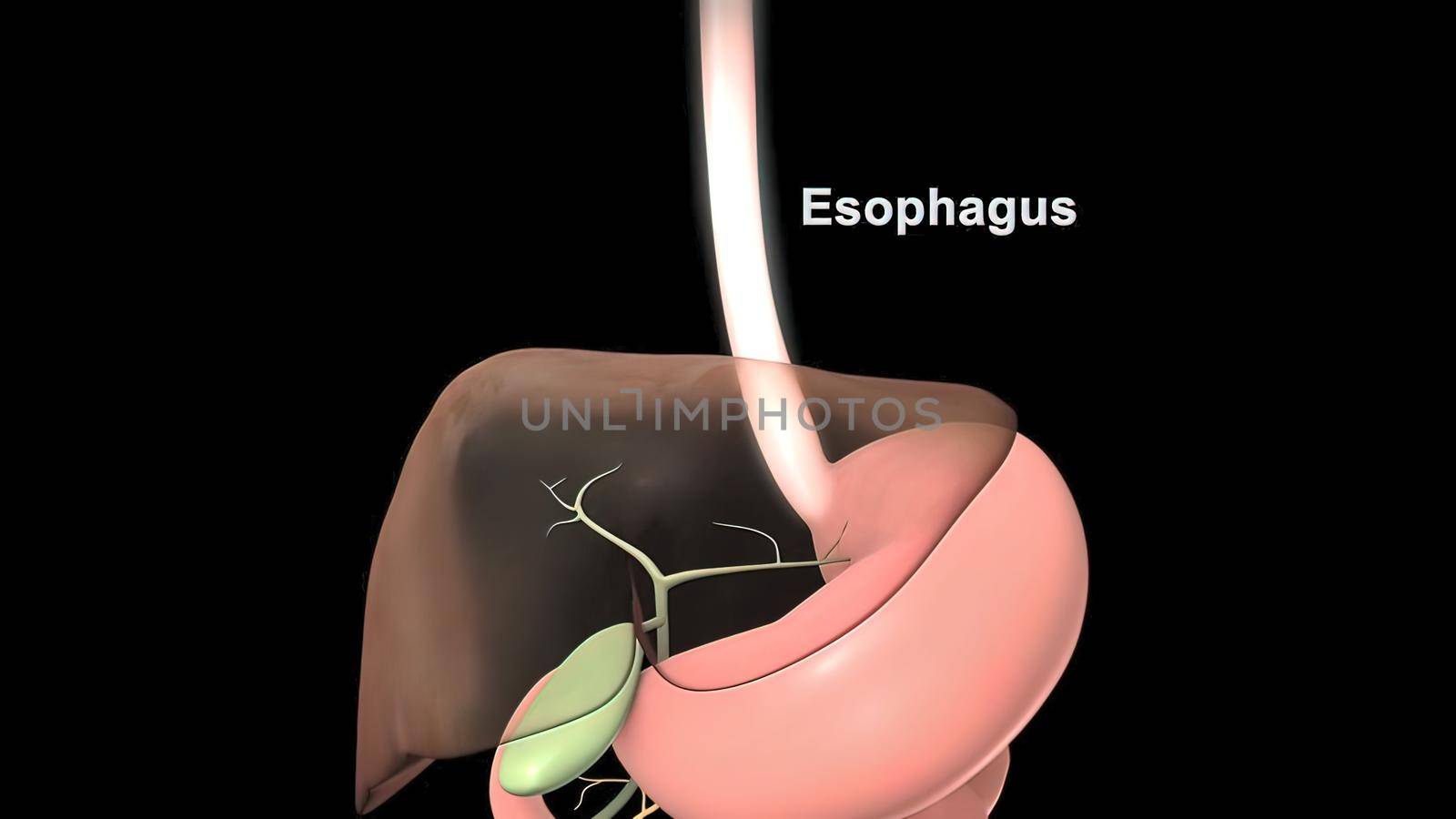 female-male digestive and reproductive system 3D illustration