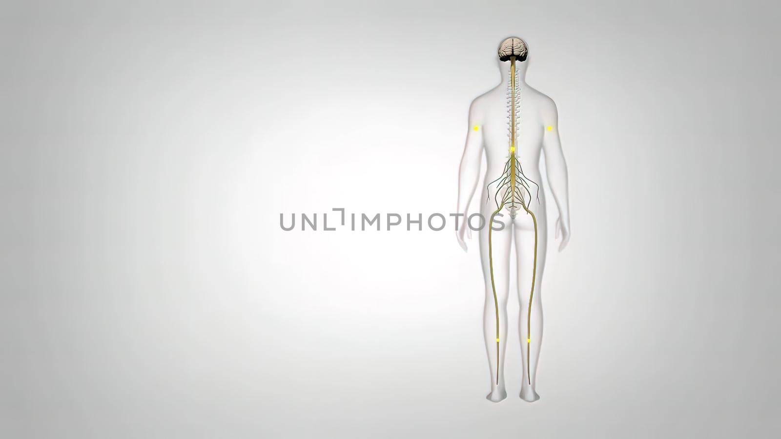 The neuron a specialized cell designed to transmit information to other nerve cells, muscle, or gland cells.