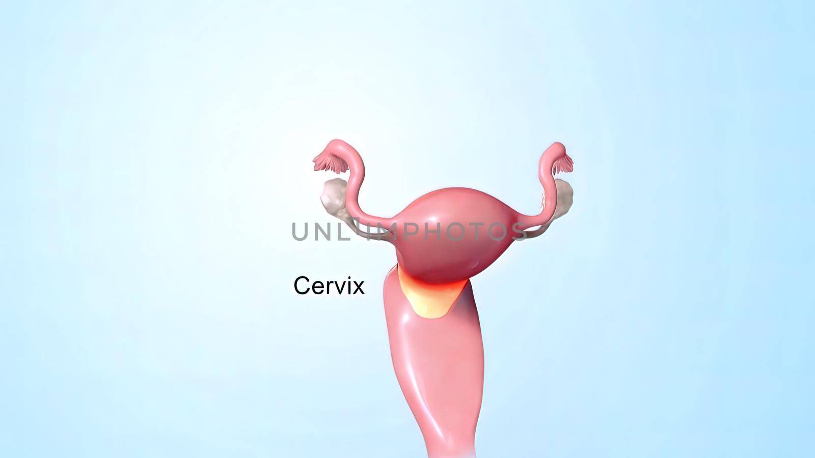 Female reproductive organ, sperm entering the canal. 3D illustration