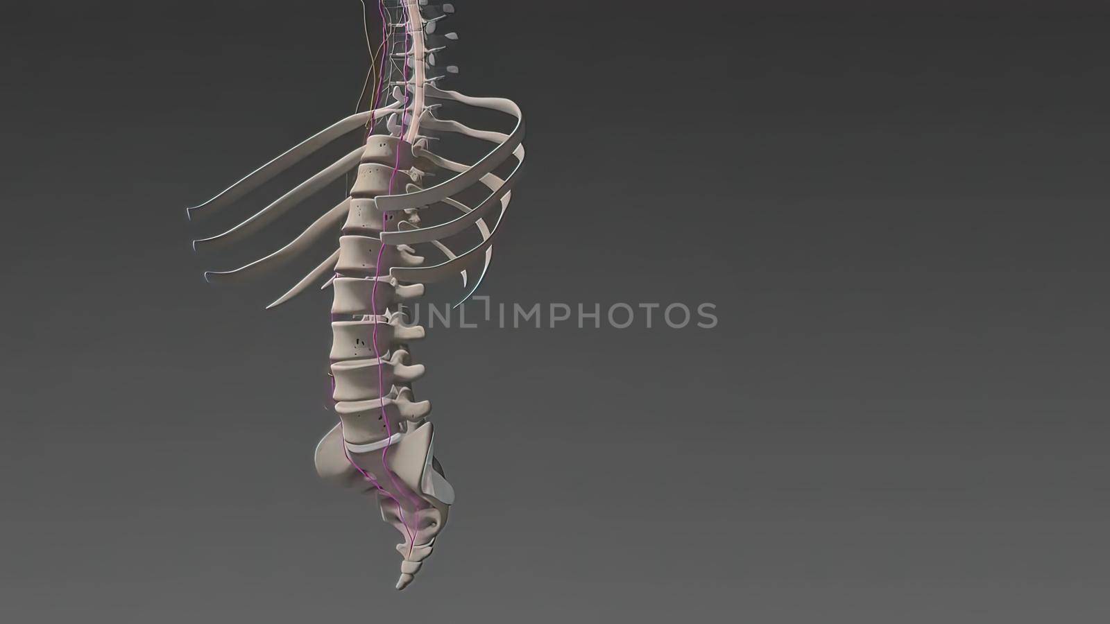 3D illustration Showing The Human Nervous System .