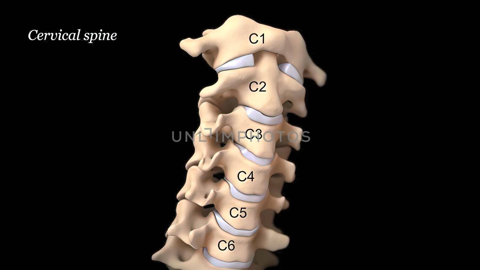 Cervical discs are the cushions or shock absorbers between the bones (vertebra) of the neck (cervical spine) 3D illustration