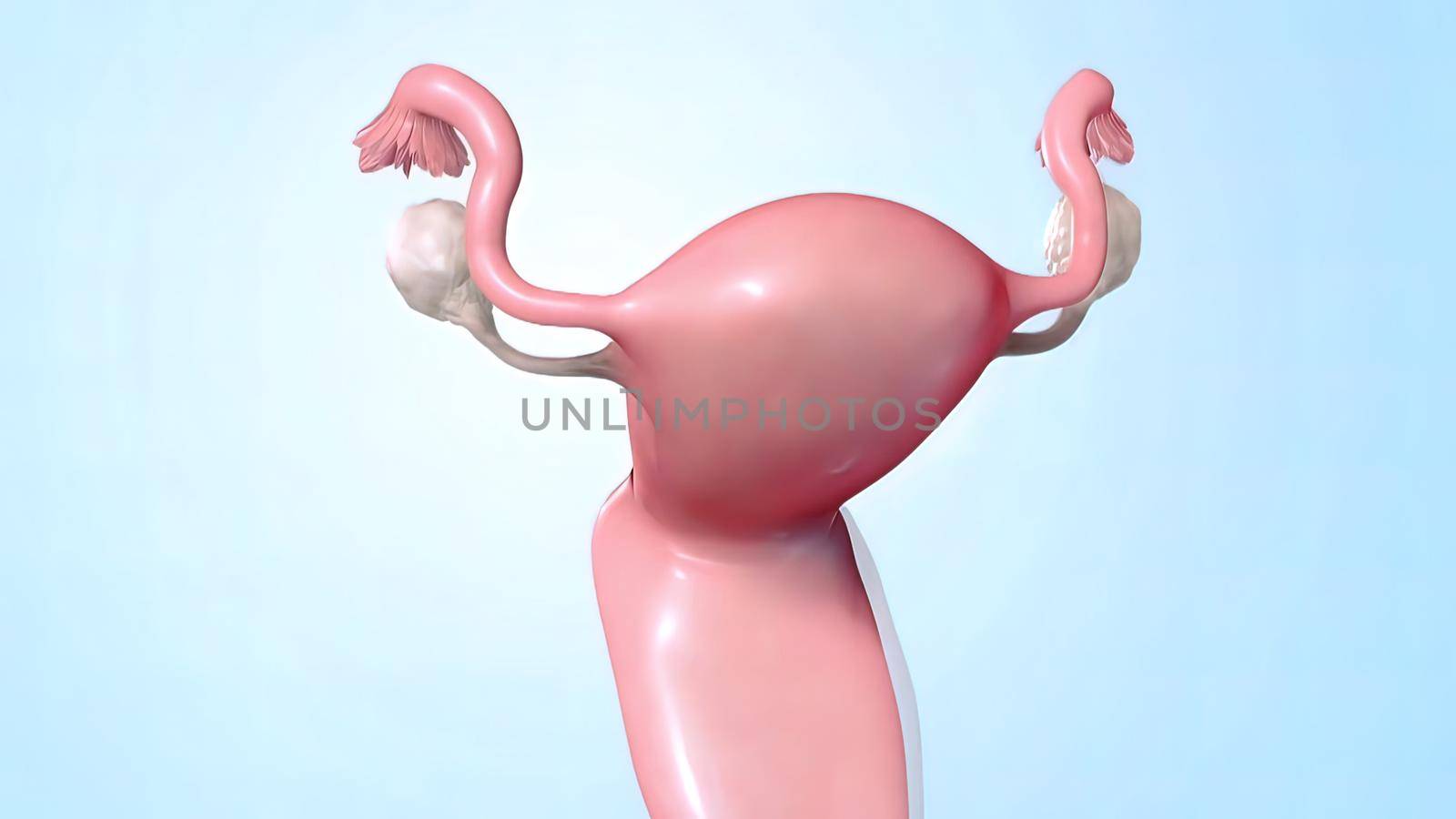 Female reproductive organ, sperm entering the canal. 3D illustration