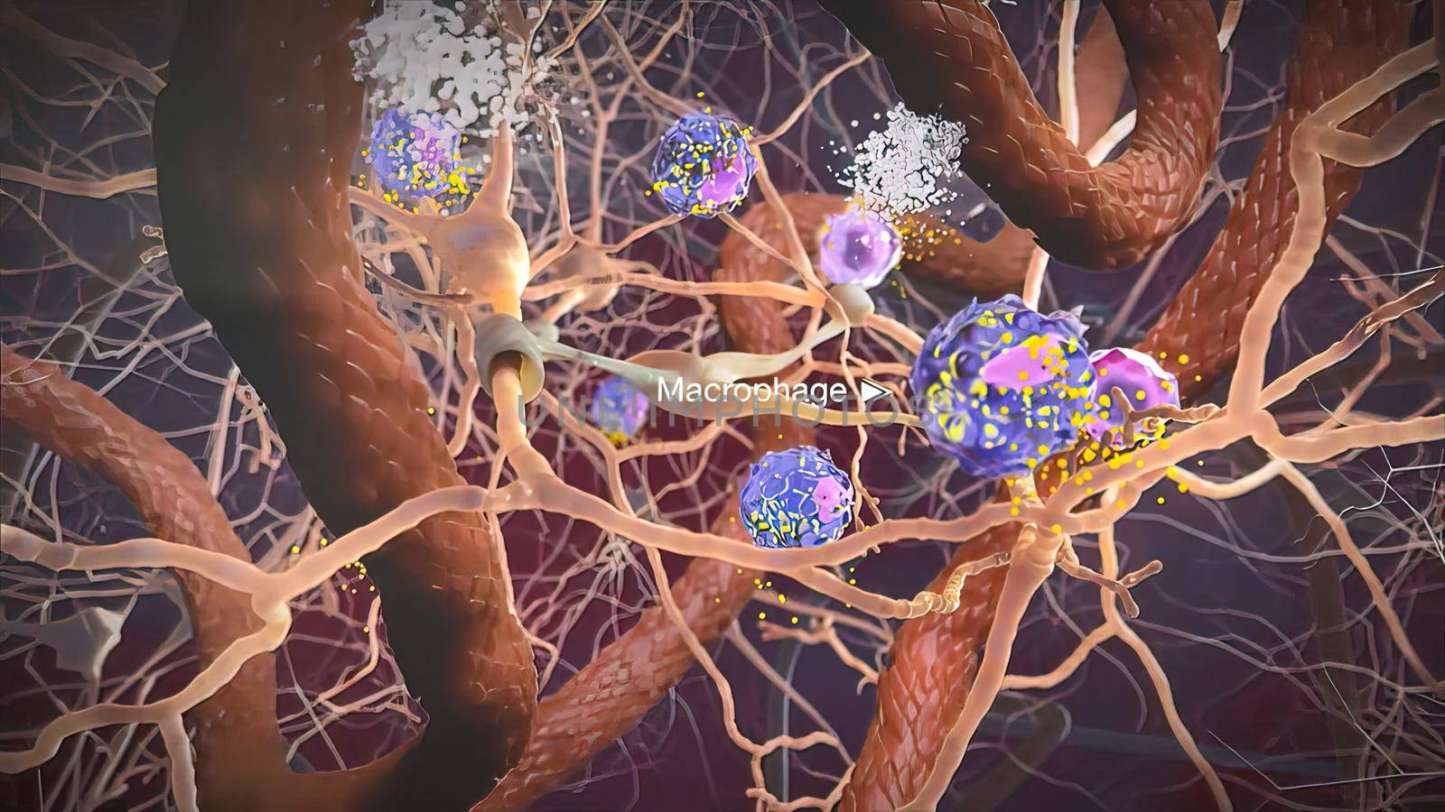 Macrophages are specialised cells involved in the detection, phagocytosis and destruction of bacteria and other harmful organisms. 3D illustration