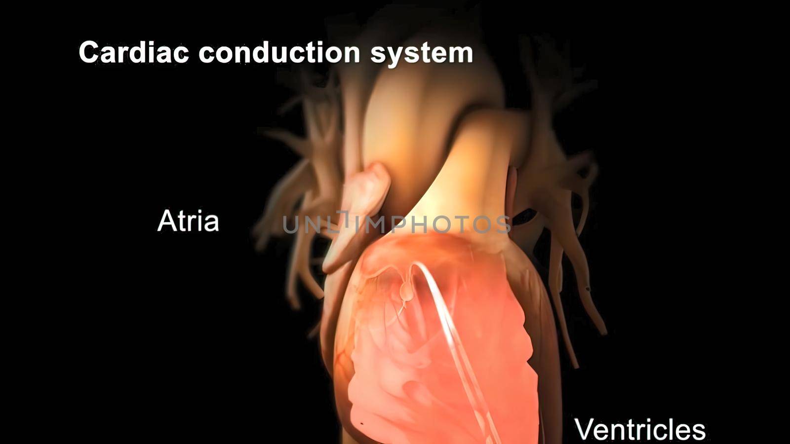 Cardiac Conduction System 3D illustration