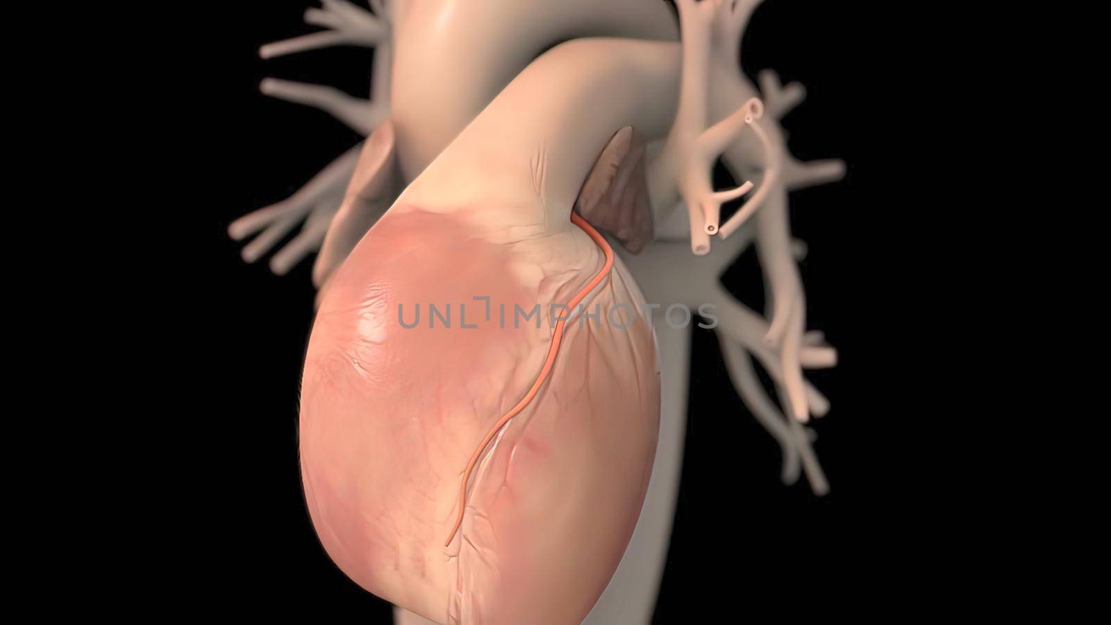 Human heart, realistic anatomy 3d model of human heart on the monitor, visual he by creativepic