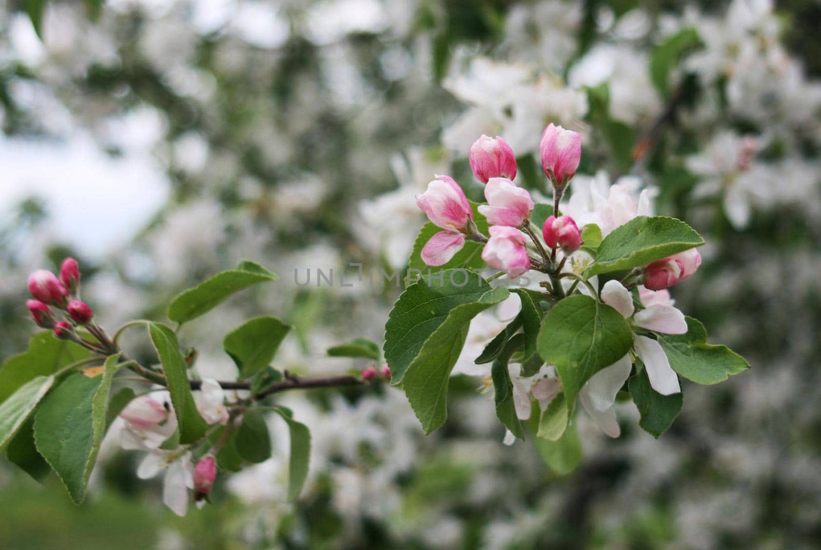Apple tree branch with blooming petals. Red blooming bud of apple tree.