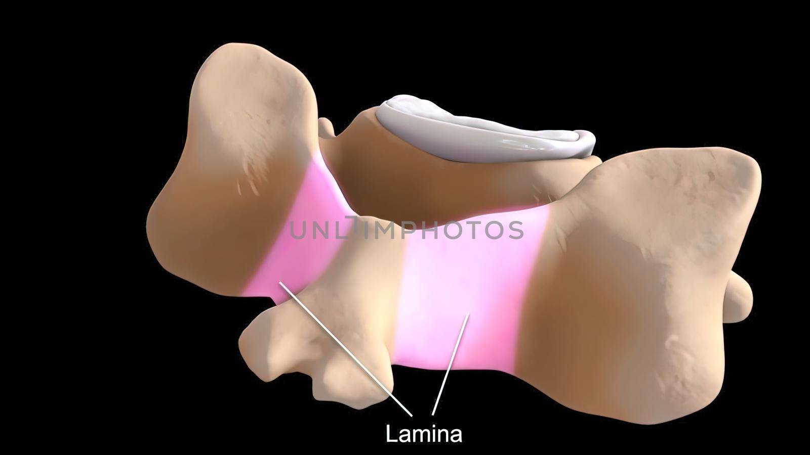 Ankle Joint Anatomy and articular cartilage by creativepic