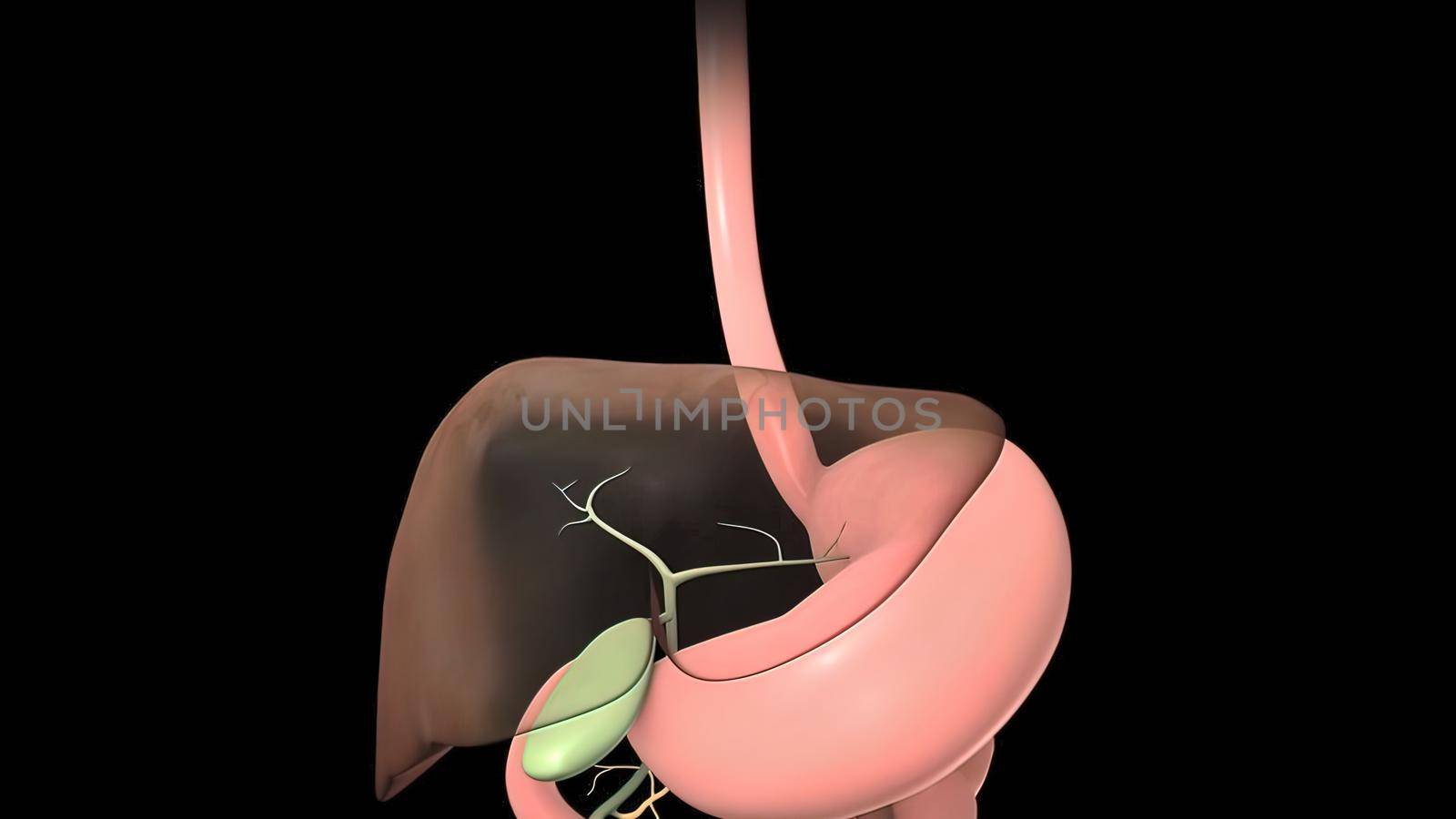 Bile Human Digestive System Anatomy For Medical Concept 3D Illustration