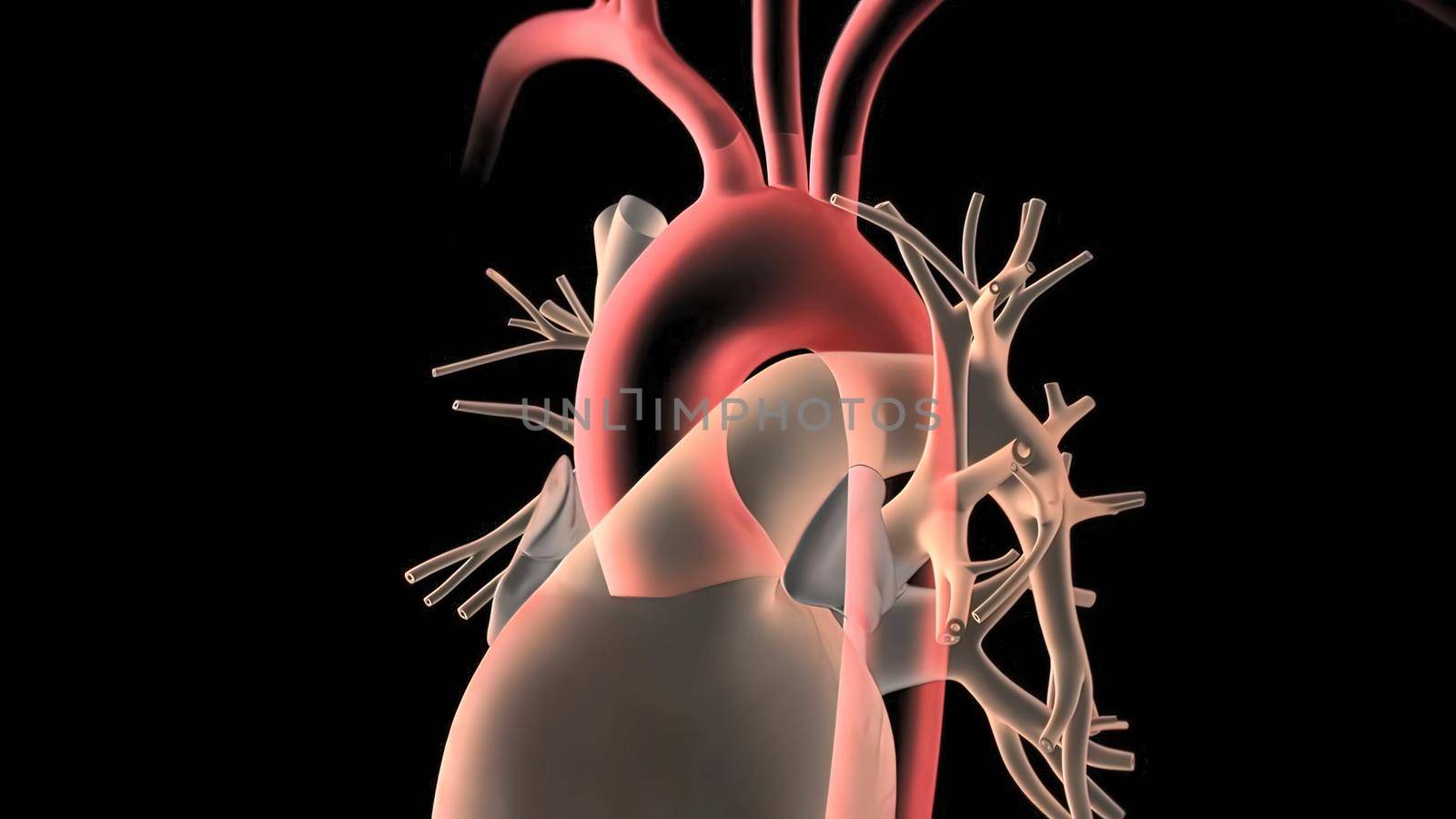 Human Circulatory System Heart Beat Anatomy 3D Render Concept. 3D