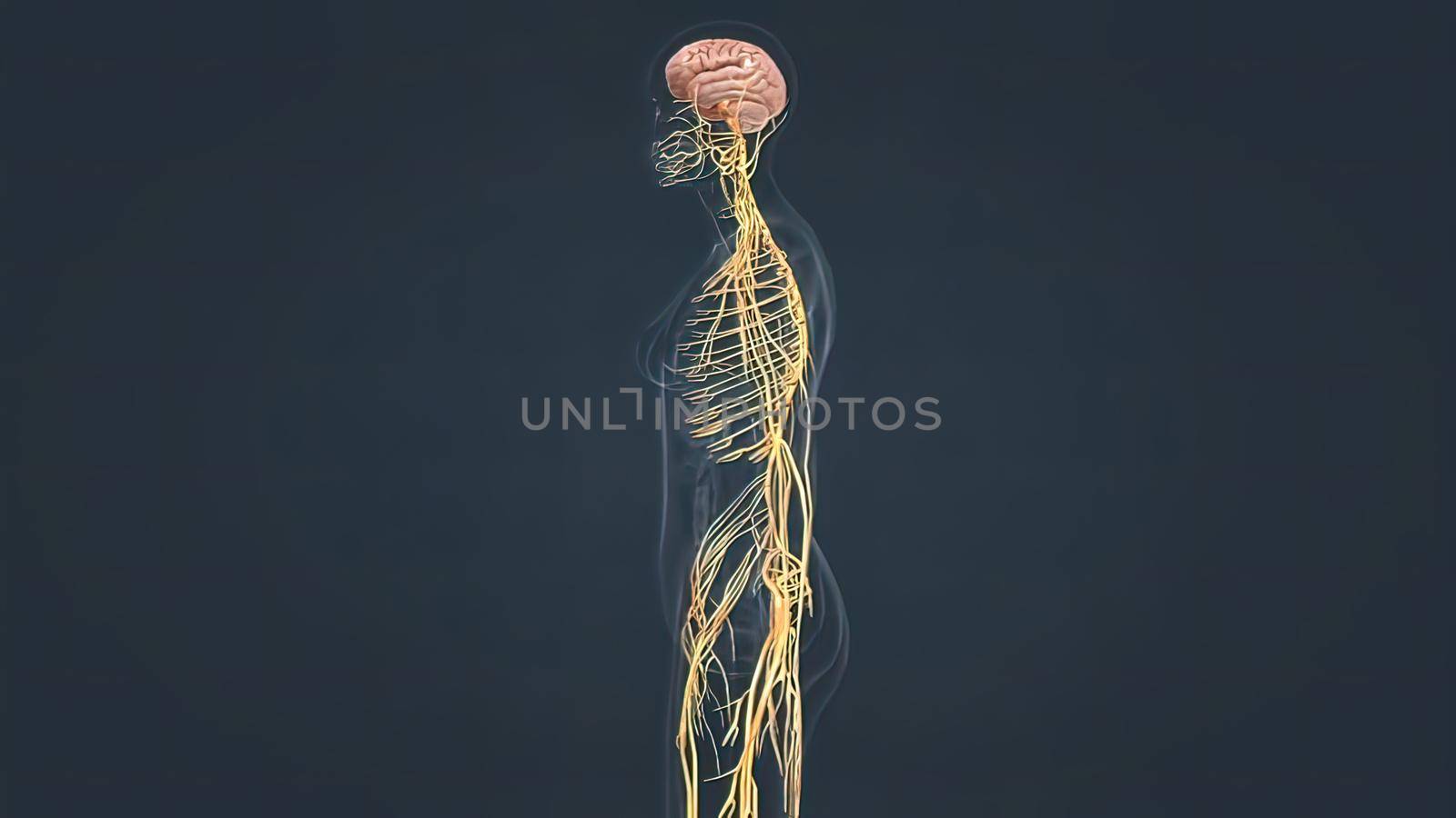 The brain is the most complex part of the human body. It is the center of consciousness and also controls all voluntary and involuntary movement and bodily functions. 3D illustration