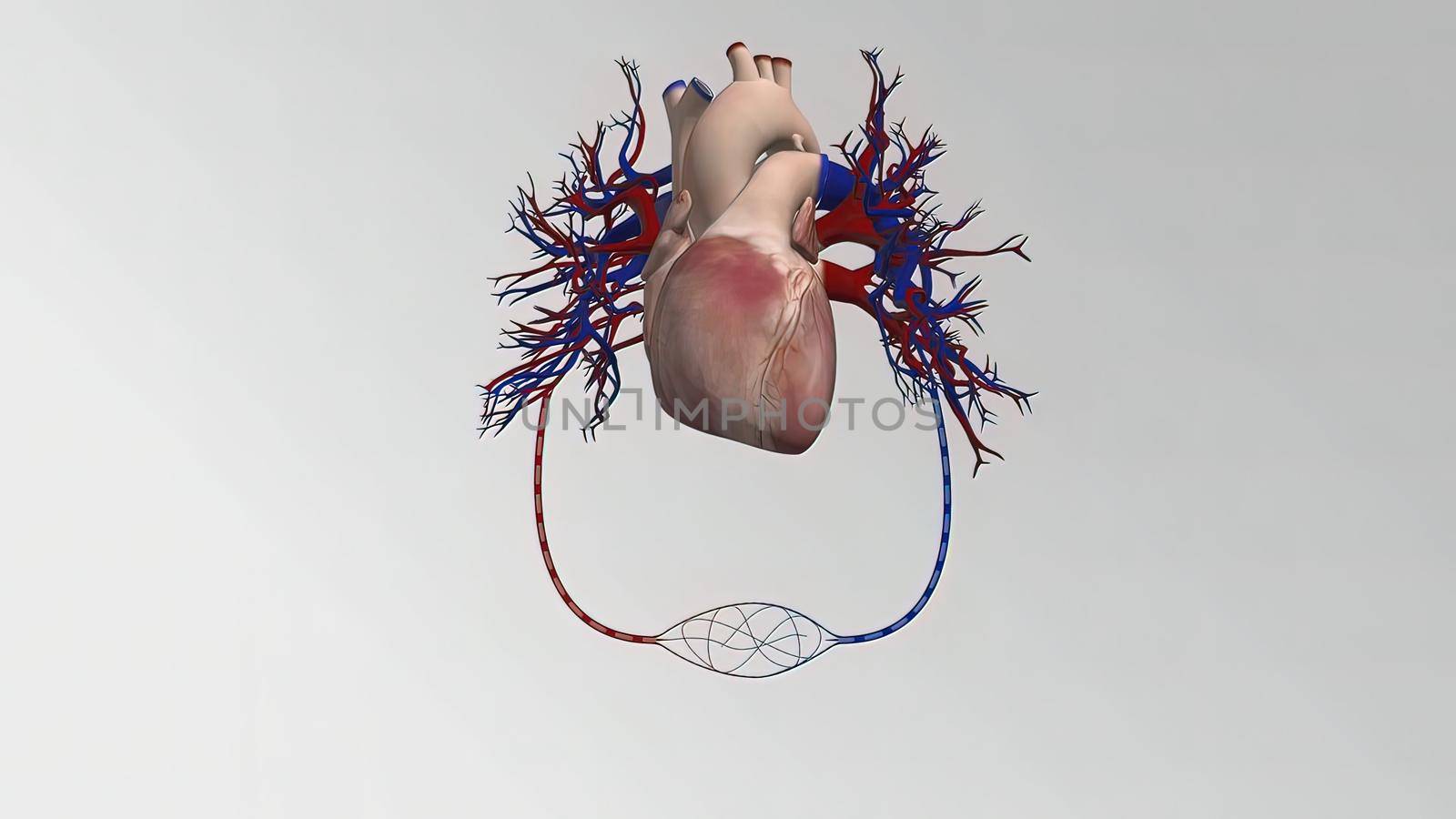 Cardiovascular System Human Blood Arteries And Veins by creativepic