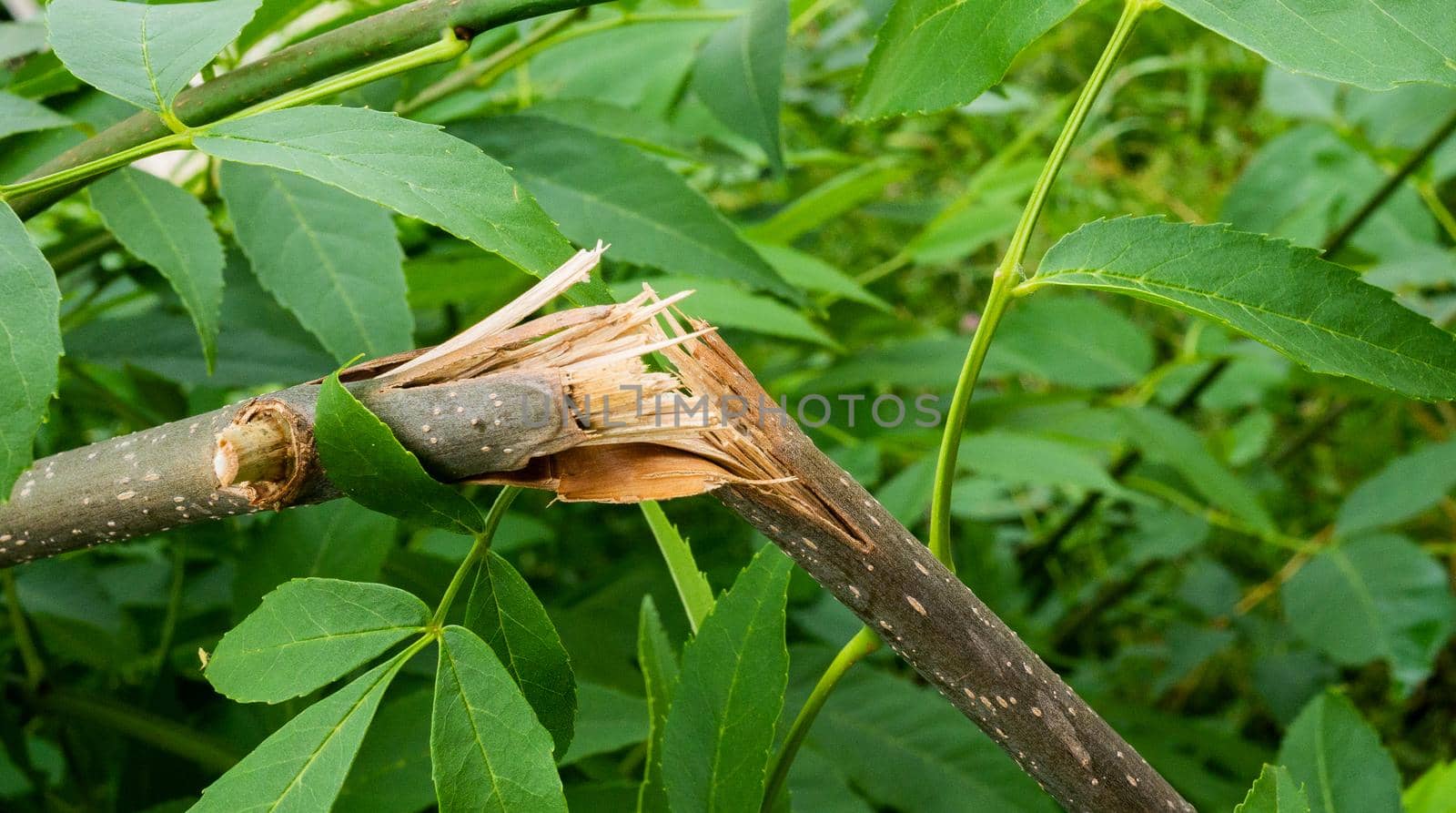 Close-up of a broken tree branch.