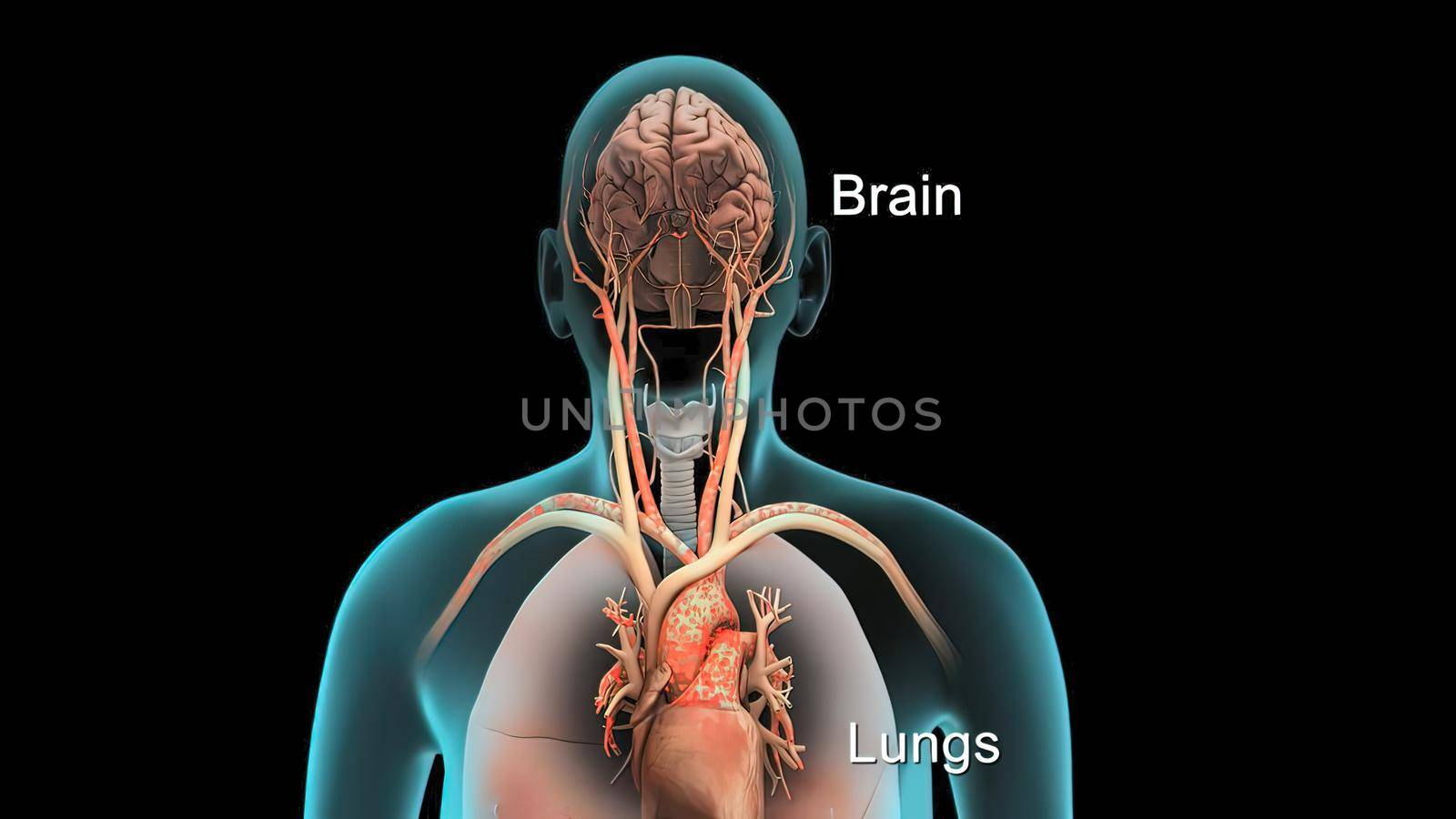 Human Internal Organs Lungs with Brain Anatomy by creativepic