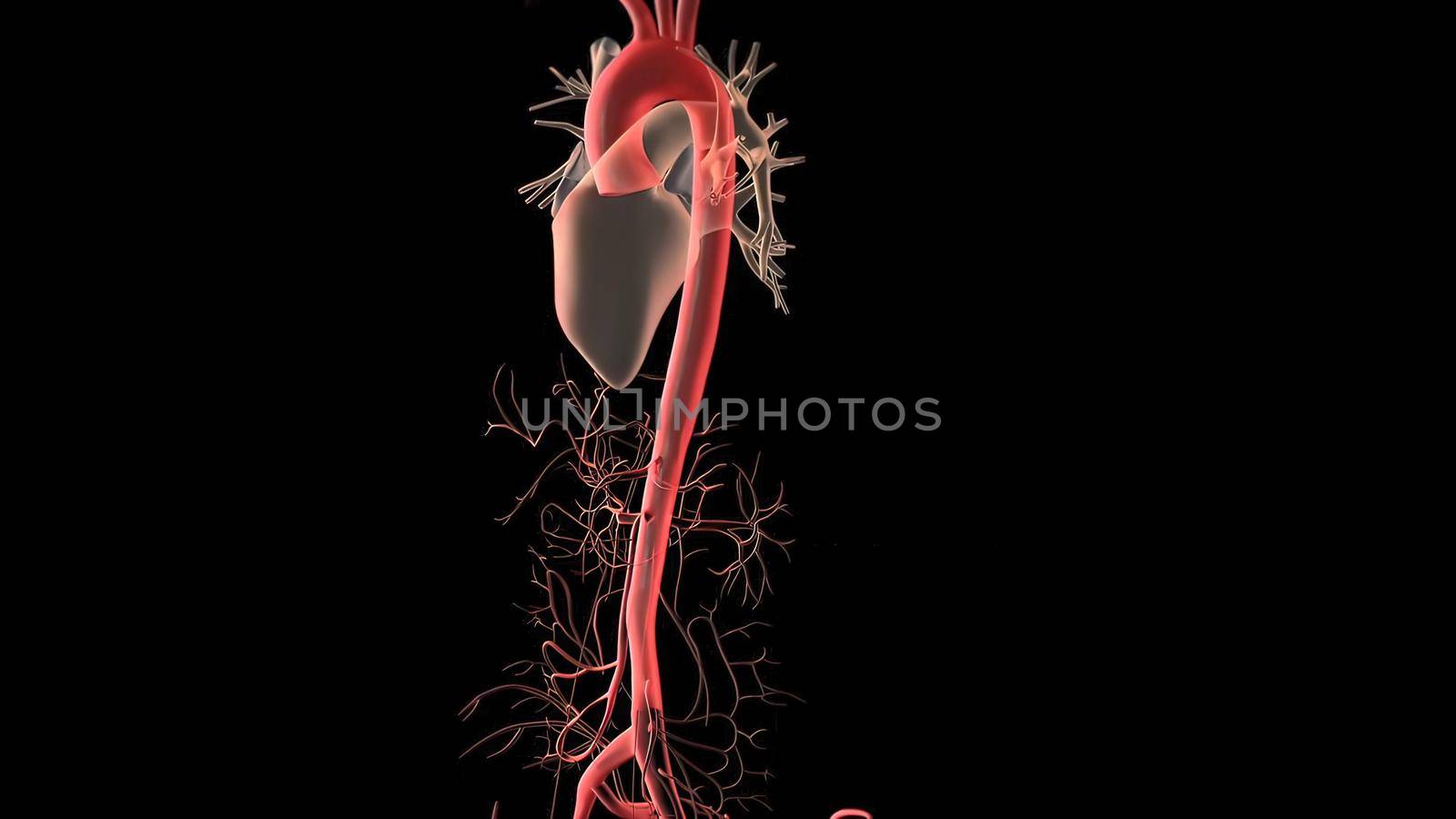 Human Circulatory System Heart Beat Anatomy 3D Render Concept. 3D