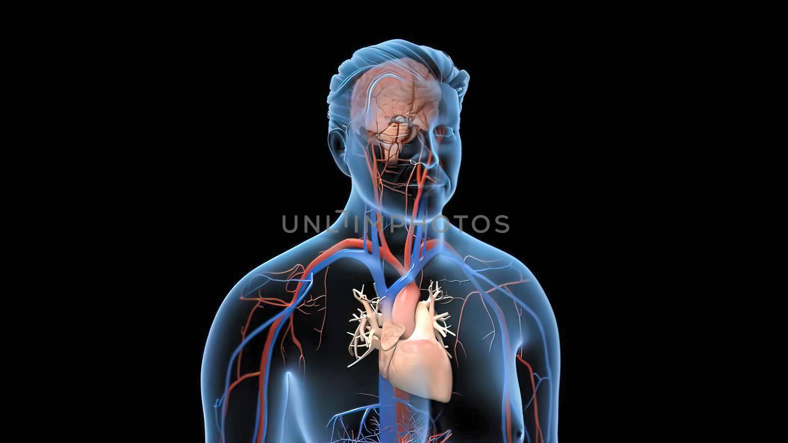 Animated transparent man blood circulation system. Heart and brain 3D Illustration