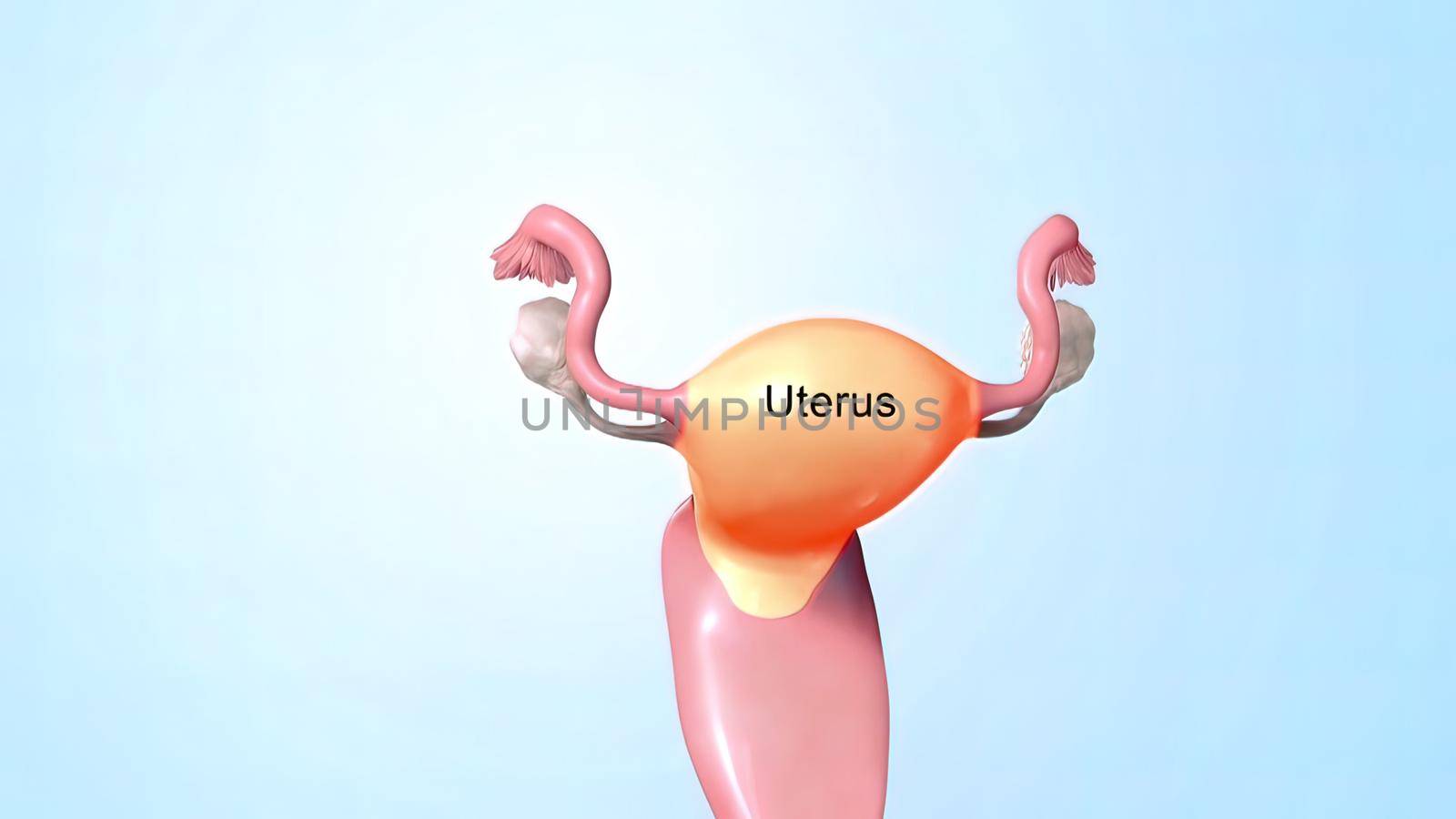 Female reproductive organ, sperm entering the canal. 3D illustration