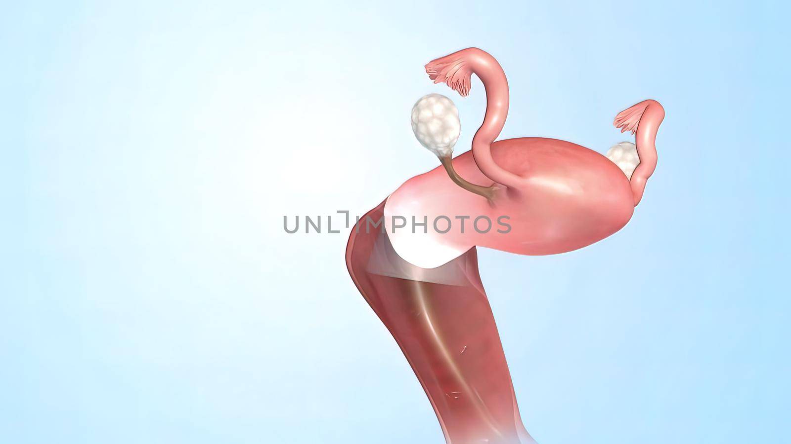 Female Reproductive System 3d Anatomy by creativepic