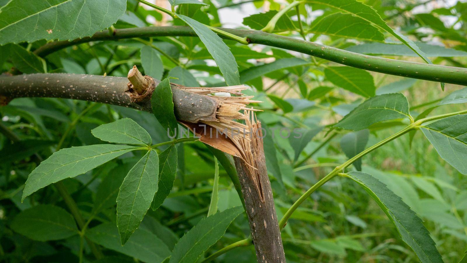 Close-up of a broken tree branch.