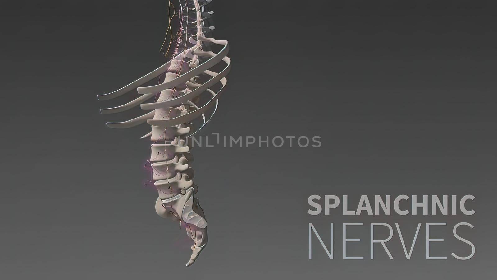 3D illustration Showing The Human Nervous System by creativepic