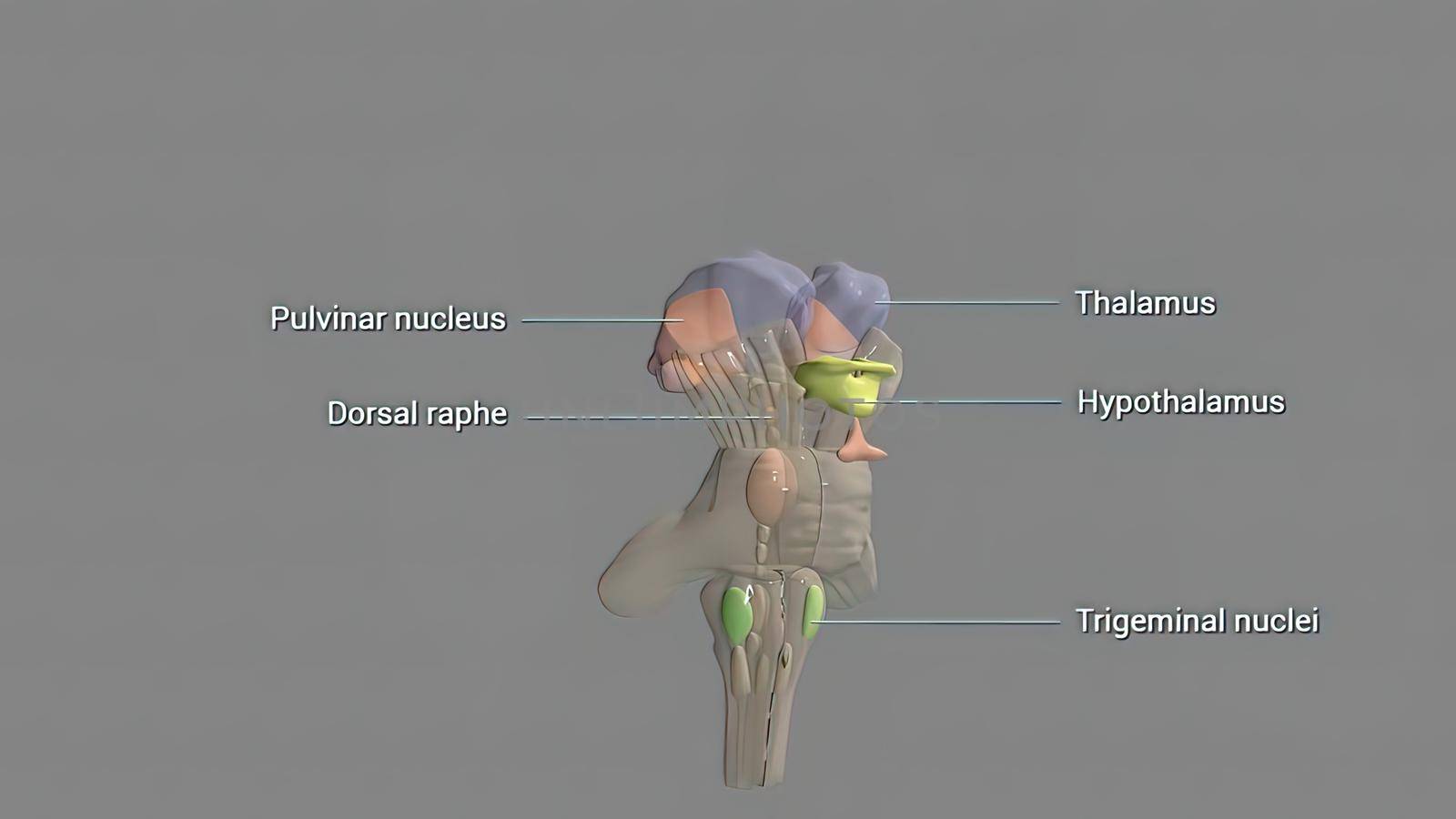 The hypothalamus, highlighted in red, is responsible for the homeostatic control of the body's metabolic, vascular, nervous and endocrine states 3d illustration