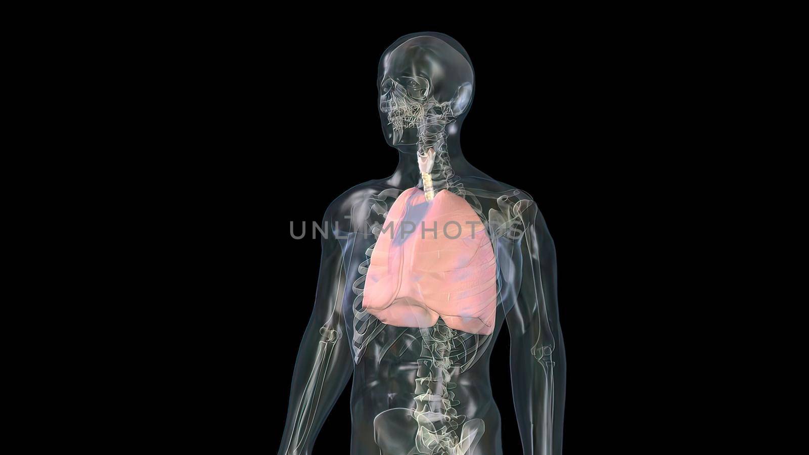 Human lungs with bronchi of mesh of model. Looping motion animated 3D Render