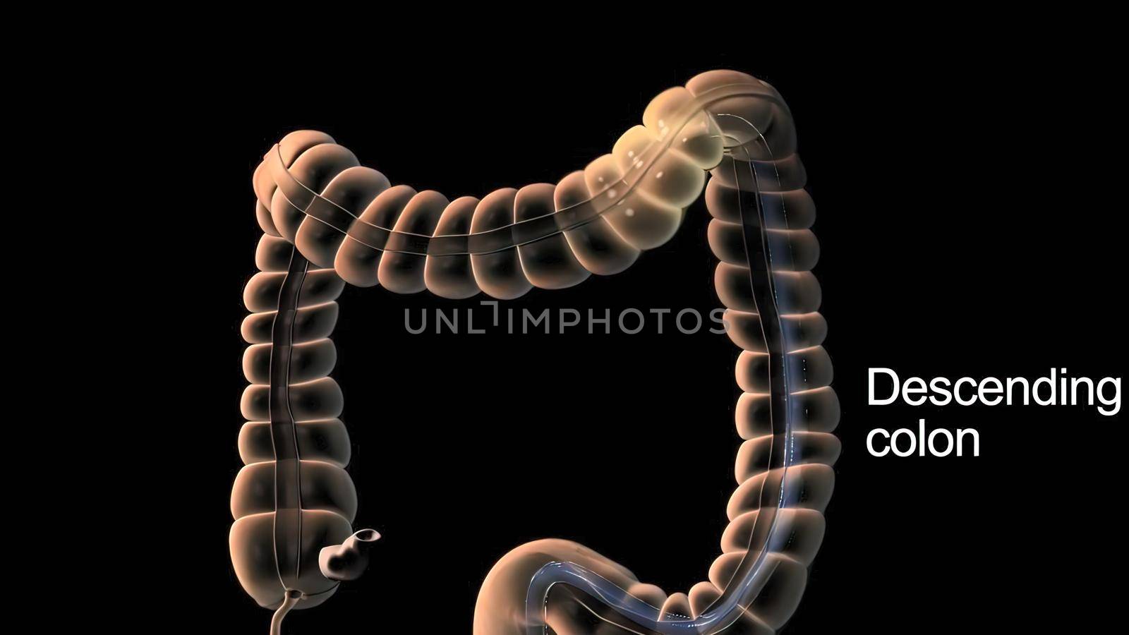 Colonoscopy is the visualization of the large intestine with a tube called a colonoscope. by creativepic