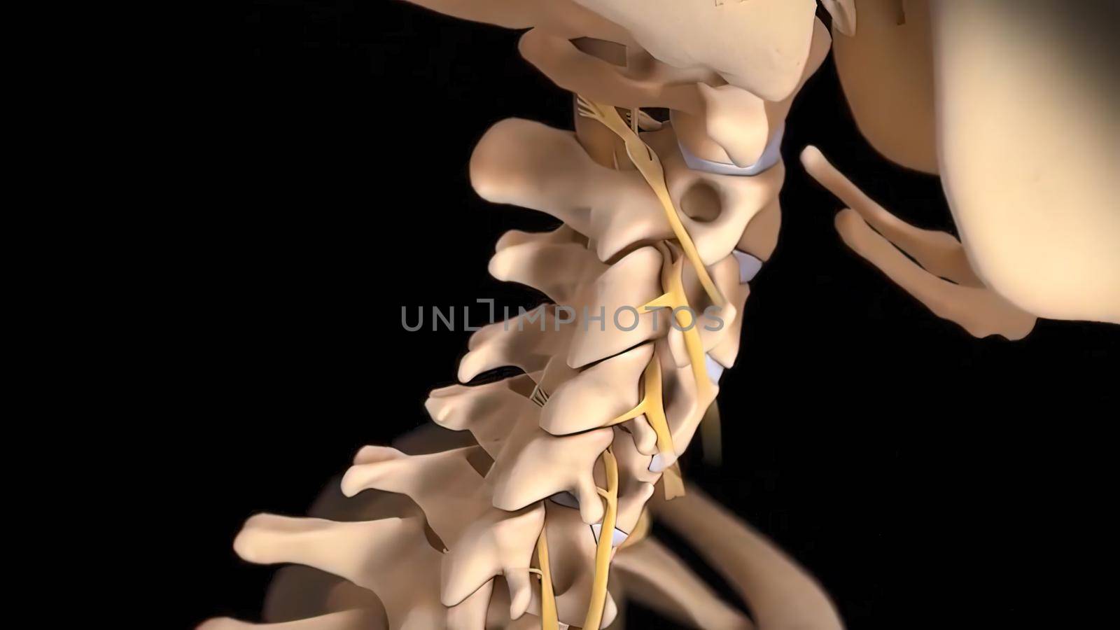 Human spine with nerve roots. 3D Render