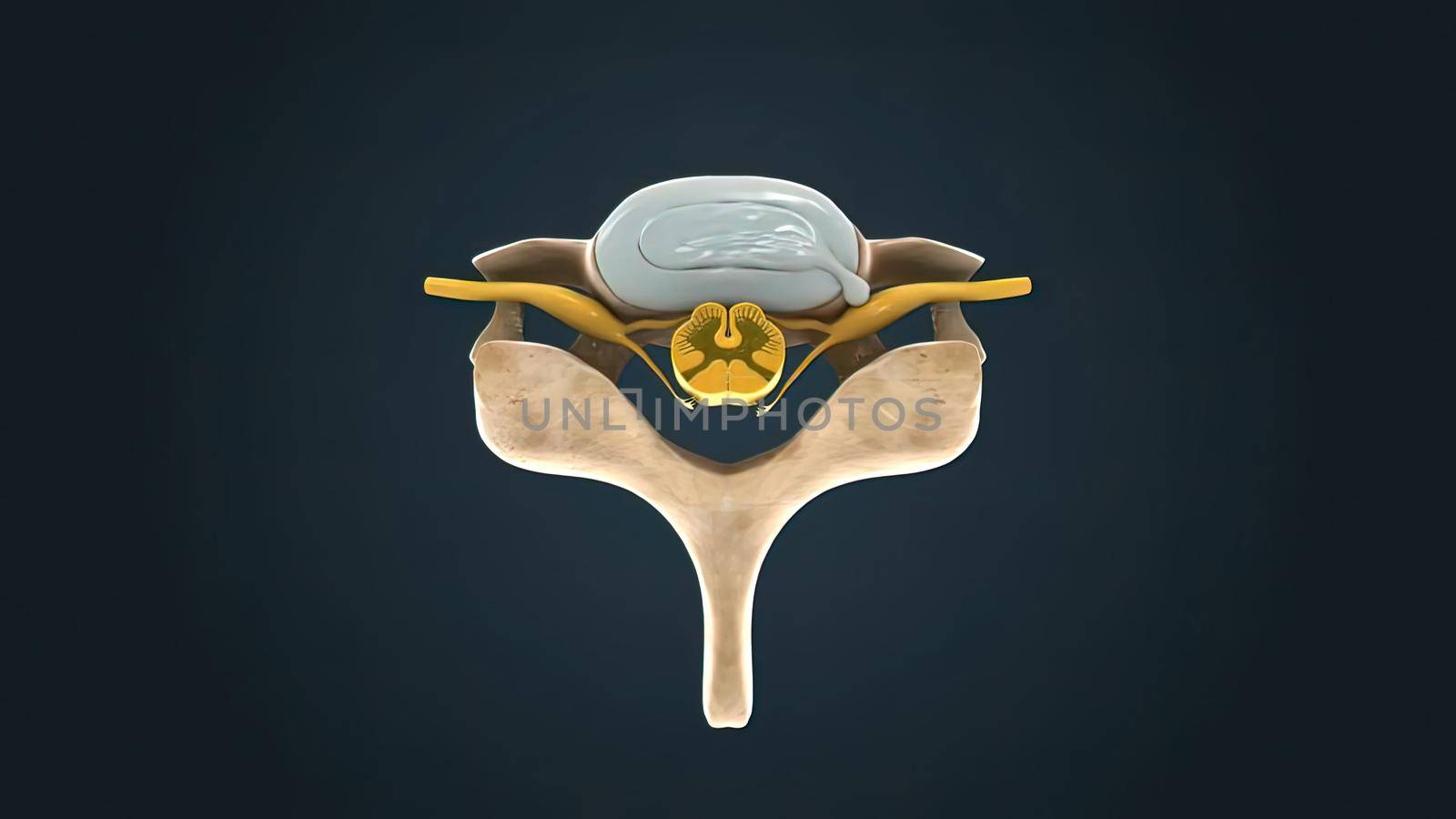 Vertebra Movements Disc Lumbar Lateral 3D illustration