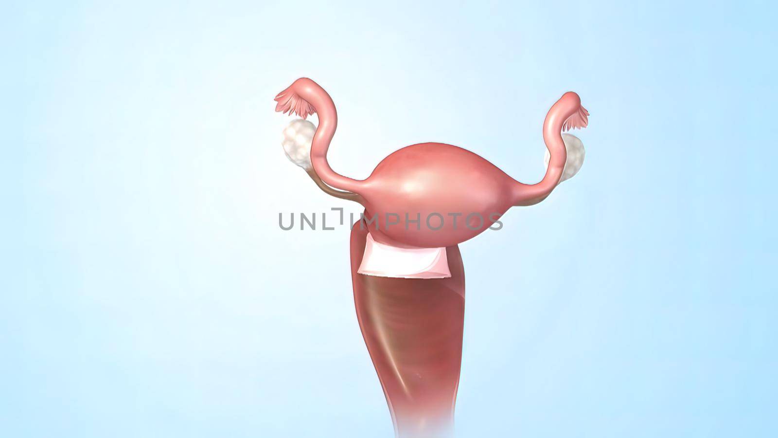 Female Reproductive System 3D illustration