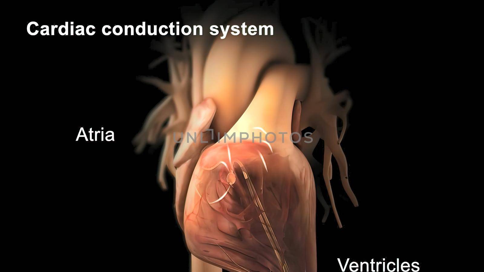 Cardiac Conduction System 3D illustration