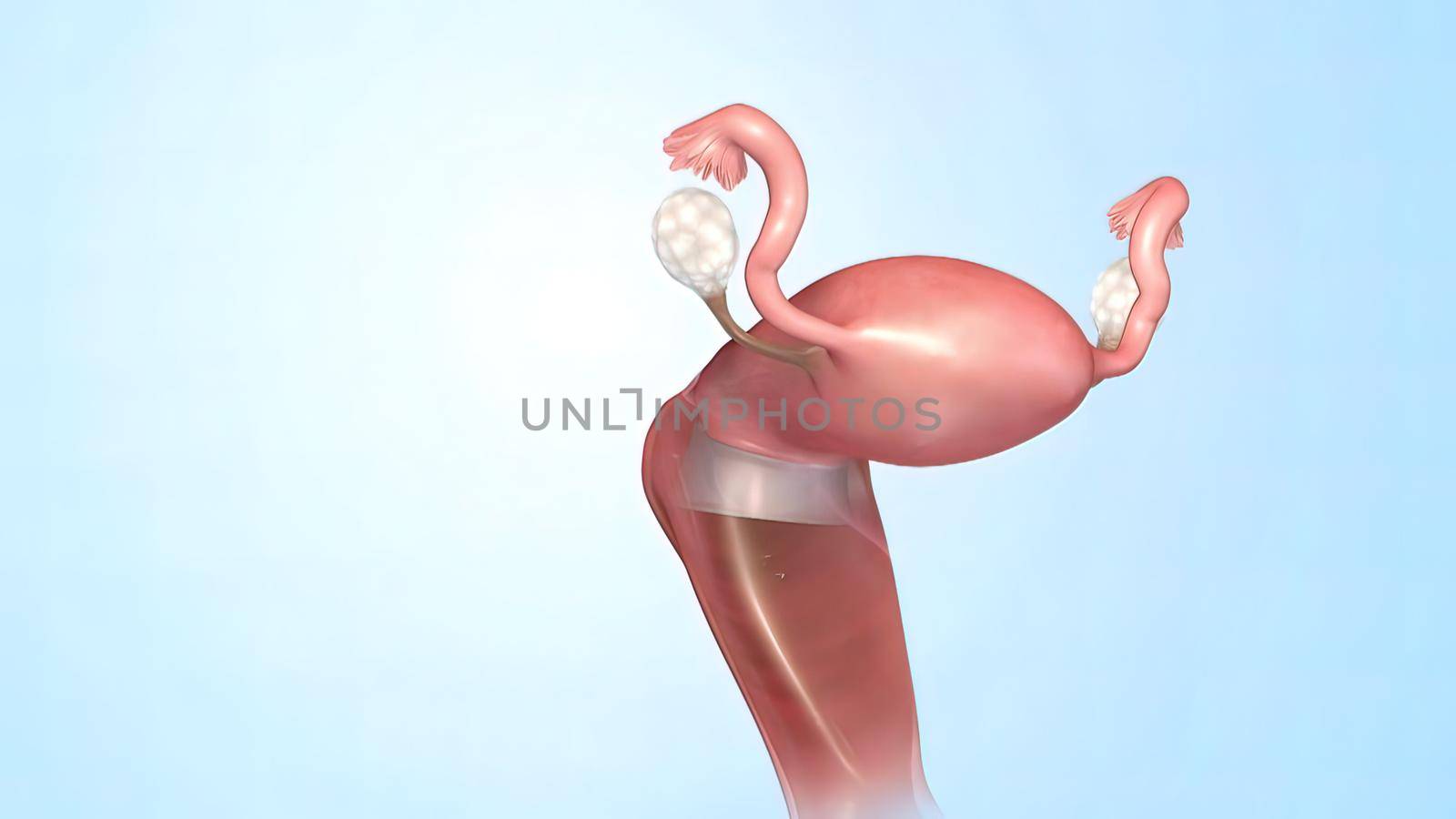 Female Reproductive System 3d Anatomy by creativepic