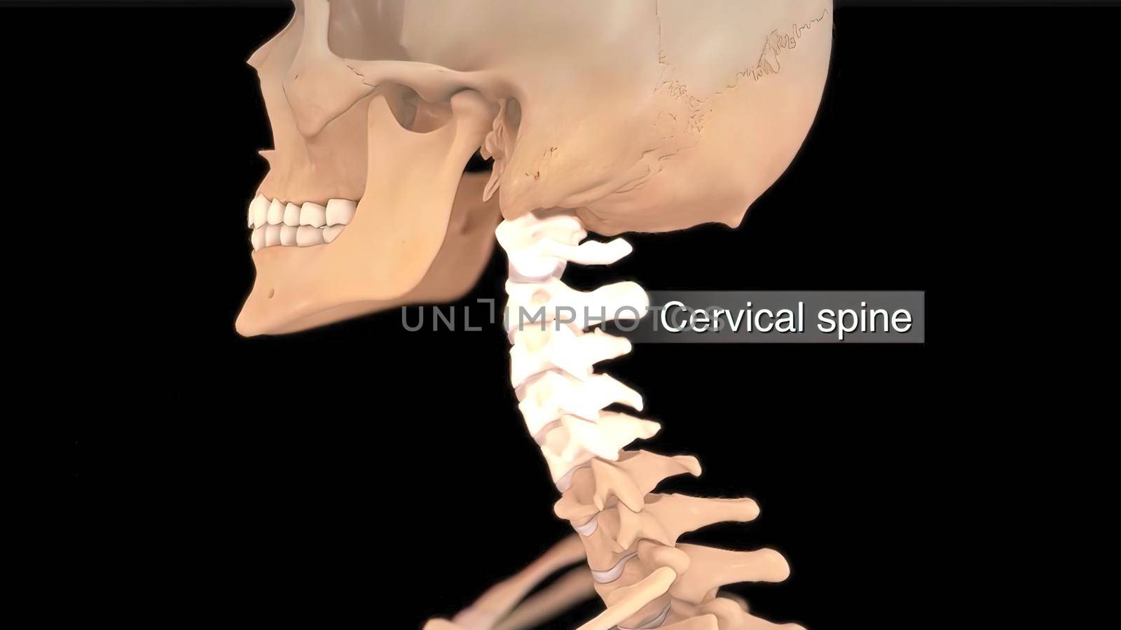 Healthy spinal system and disc system 3D illustration