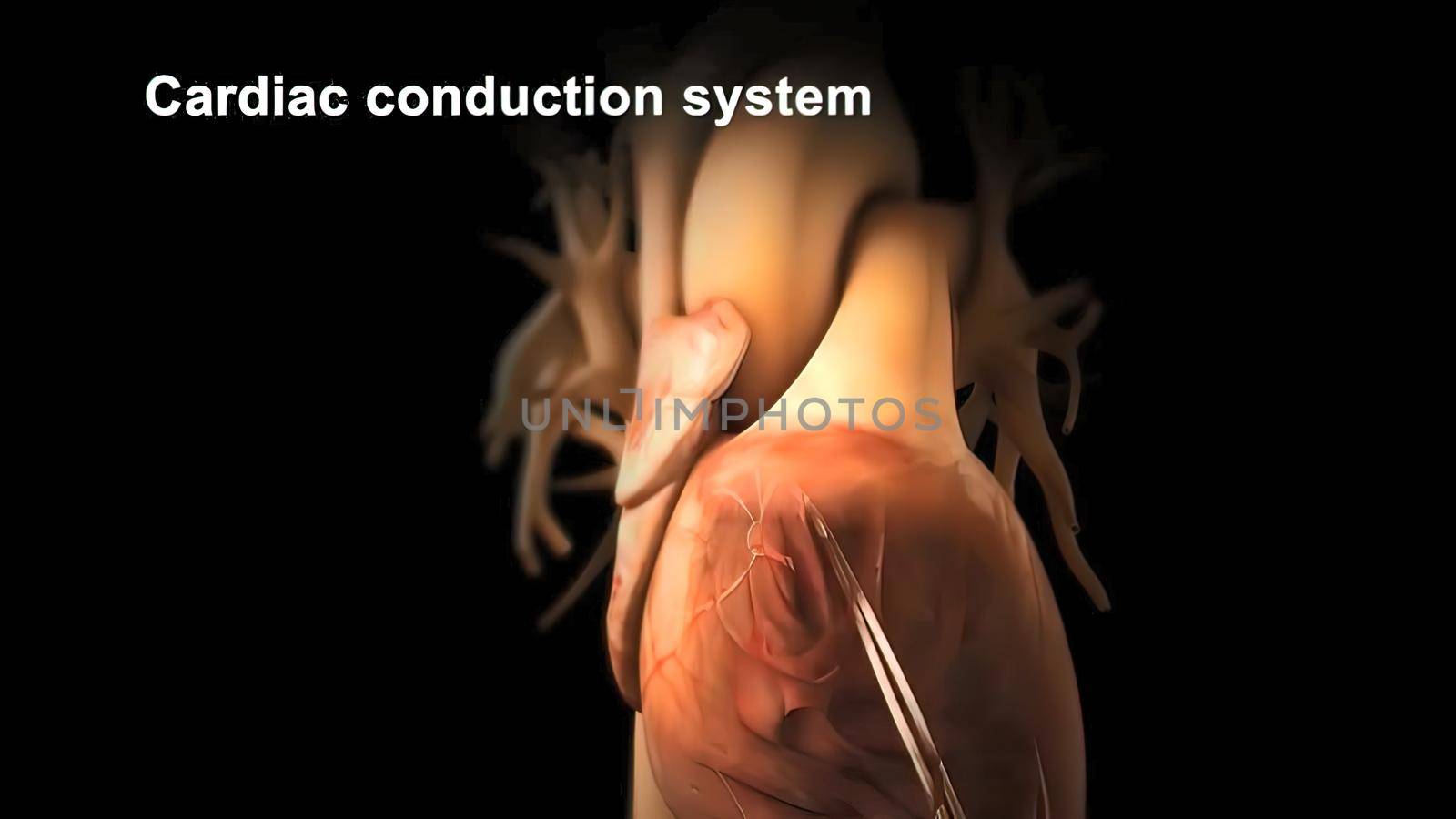 Cardiac Conduction System 3d medical by creativepic