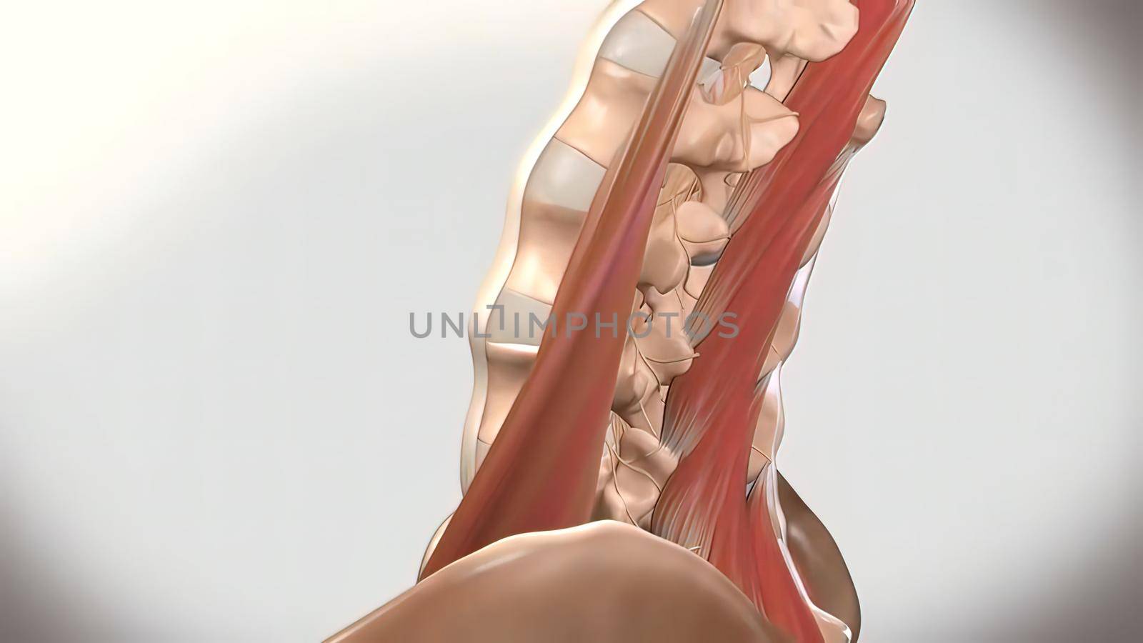 Chronic Low Back Pain. showing pain in the lower back. 3D illustration