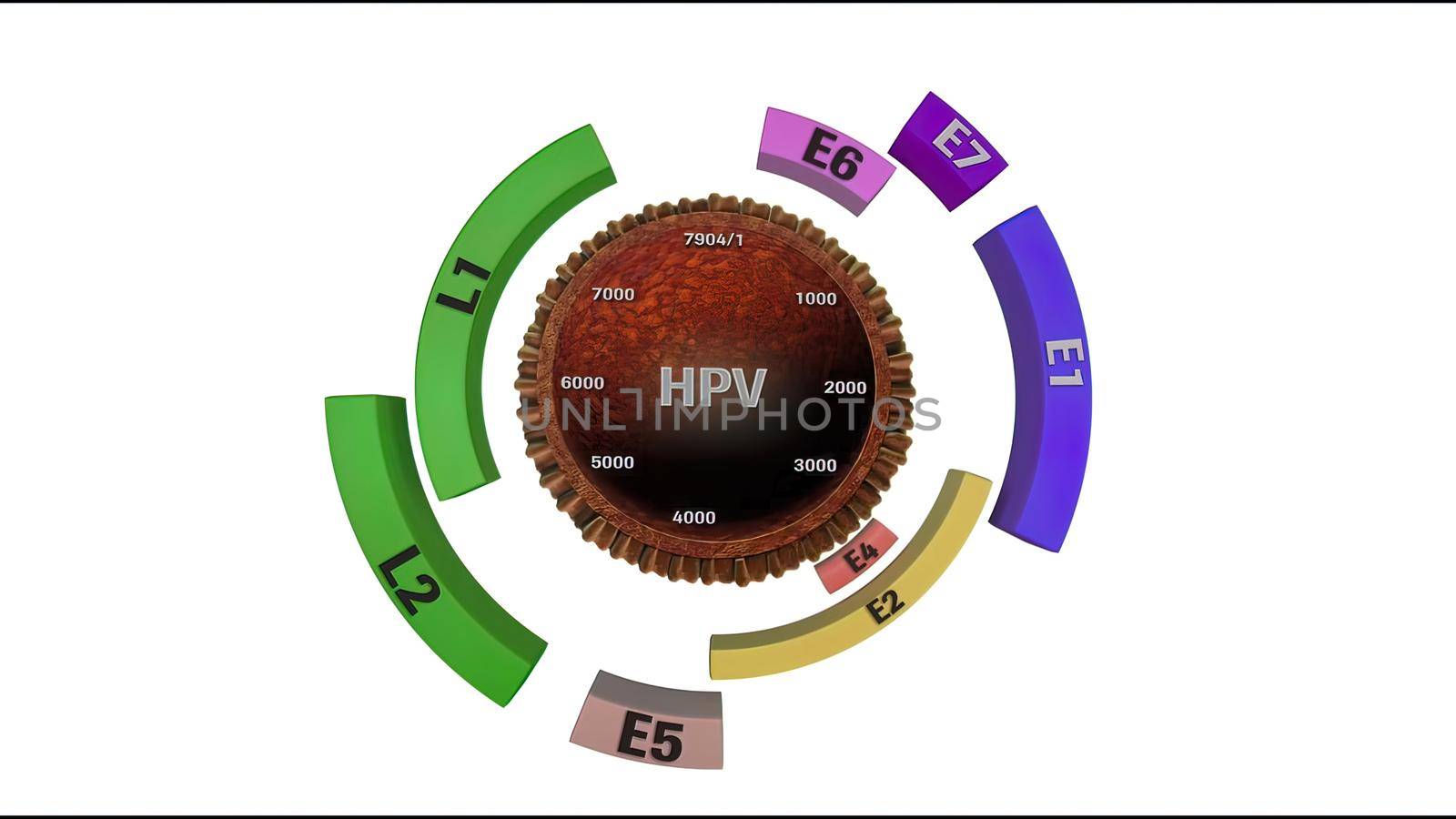 Human papillomavirus, a virus which causes warts, some strains infect genitals and can cause cervical cancer, 3D illustration