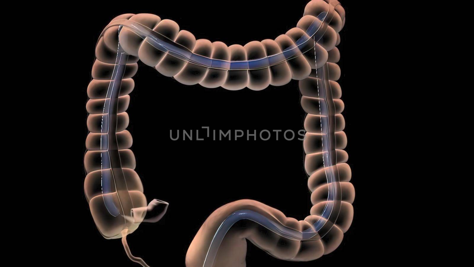 The Human Digestive System. 3D illustration of the colonoscopy Procedure by creativepic