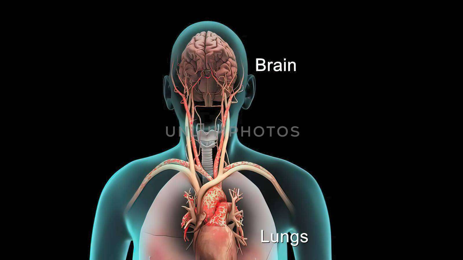 Human respiratory system model is show Lungs and heart. by creativepic