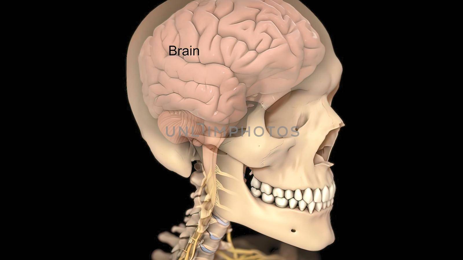 3D human brain model from external on black ackground .