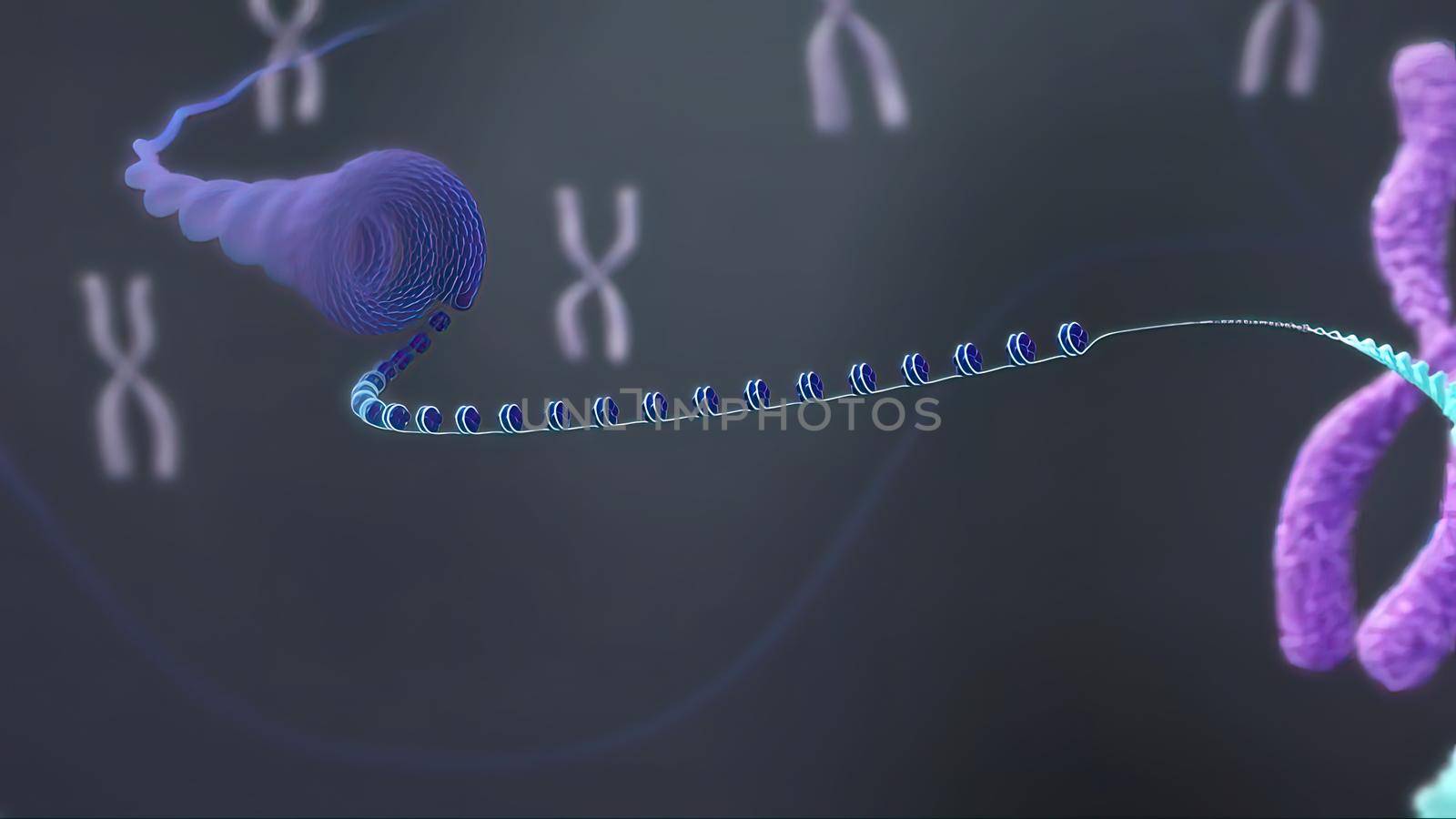3D illustration X chromosomes. Telomerase restores short bits of DNA known as telomeres by creativepic