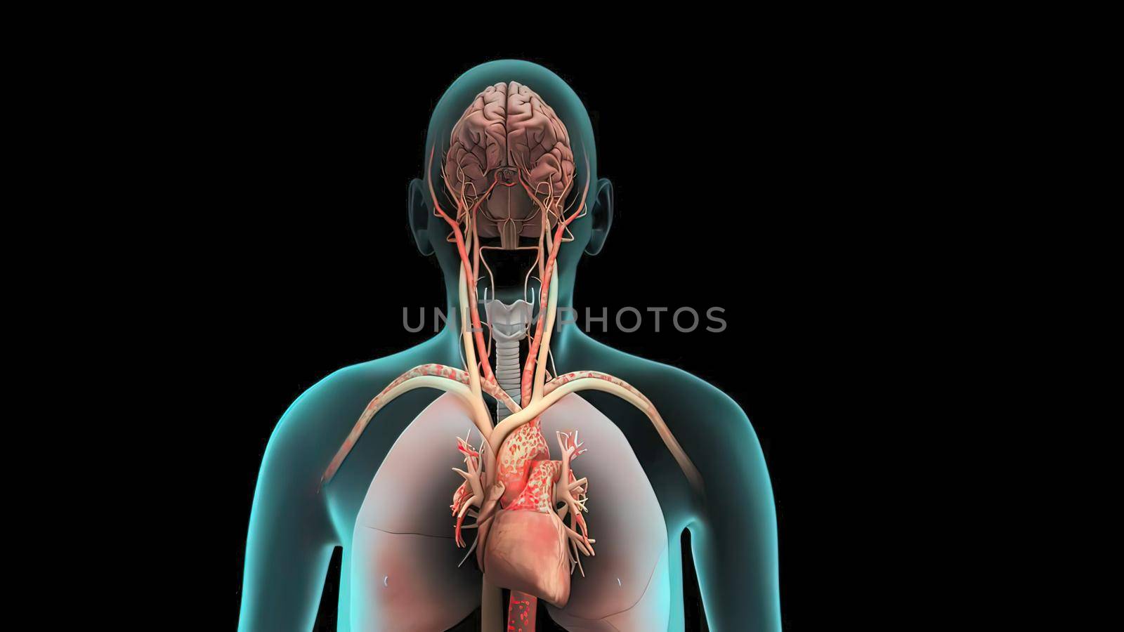 Human respiratory system model is show Lungs and heart. by creativepic
