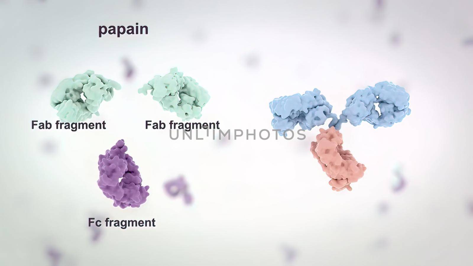 Antibodies are proteins made by the immune system to fight infections such as viruses and can help prevent the same infections from occurring in the future. 3D Render