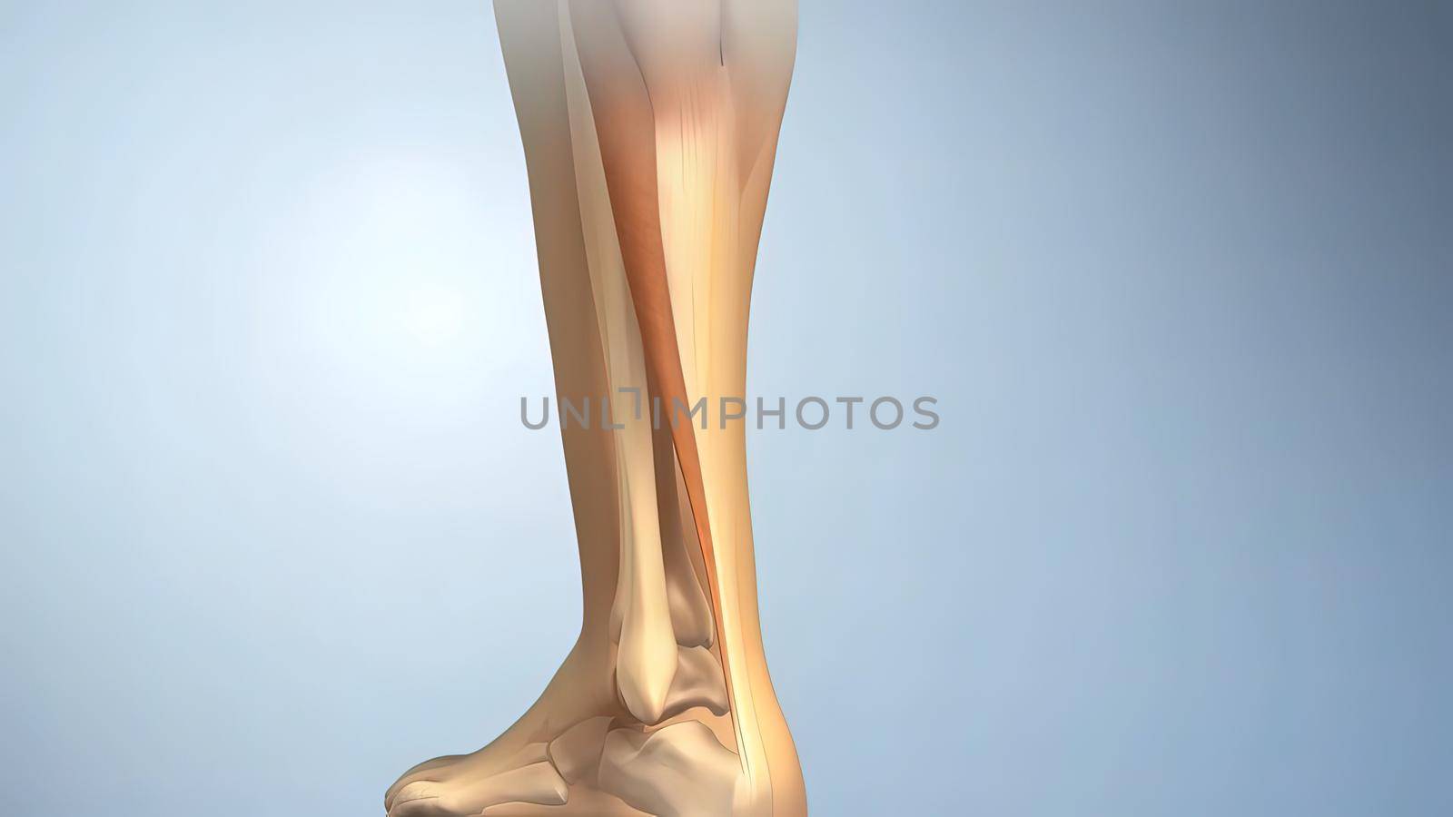 Anatomy, achilles tendon ,soleus ,calcaneus by creativepic