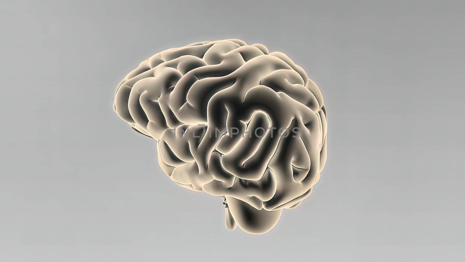 Medical 3D illustration of human brain by creativepic